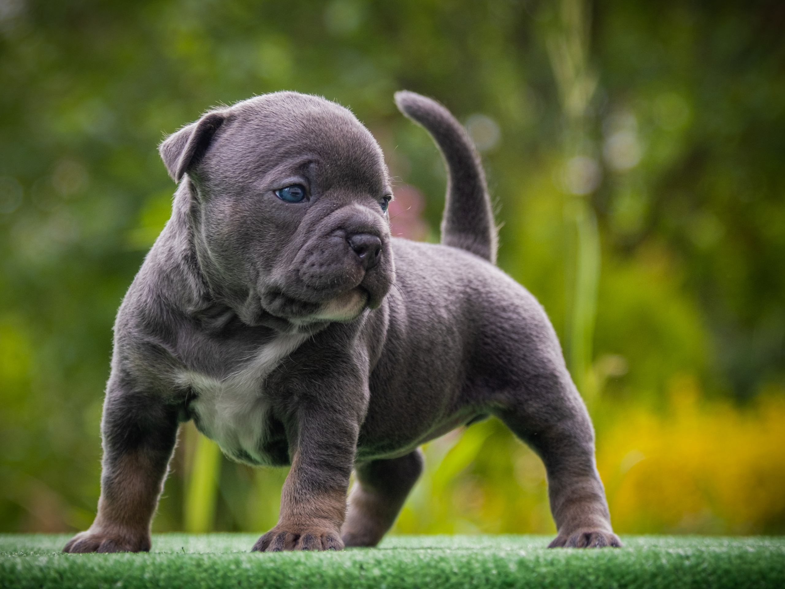 Американские булли для Ирины. Зоофотограф, фотограф животных в Москве и области Дина Дамоцева