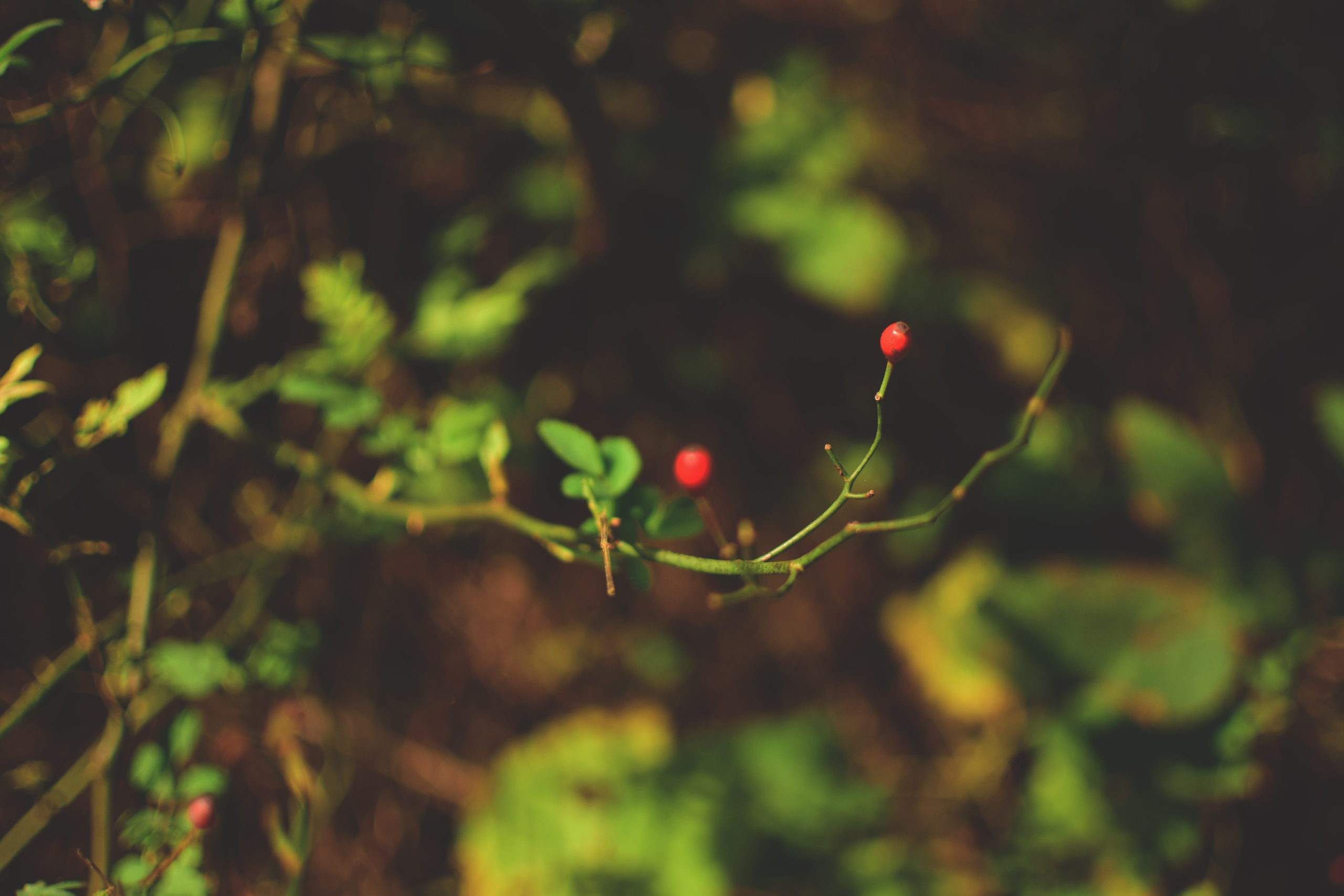 Ботаника. Фотограф • Елена Миронова