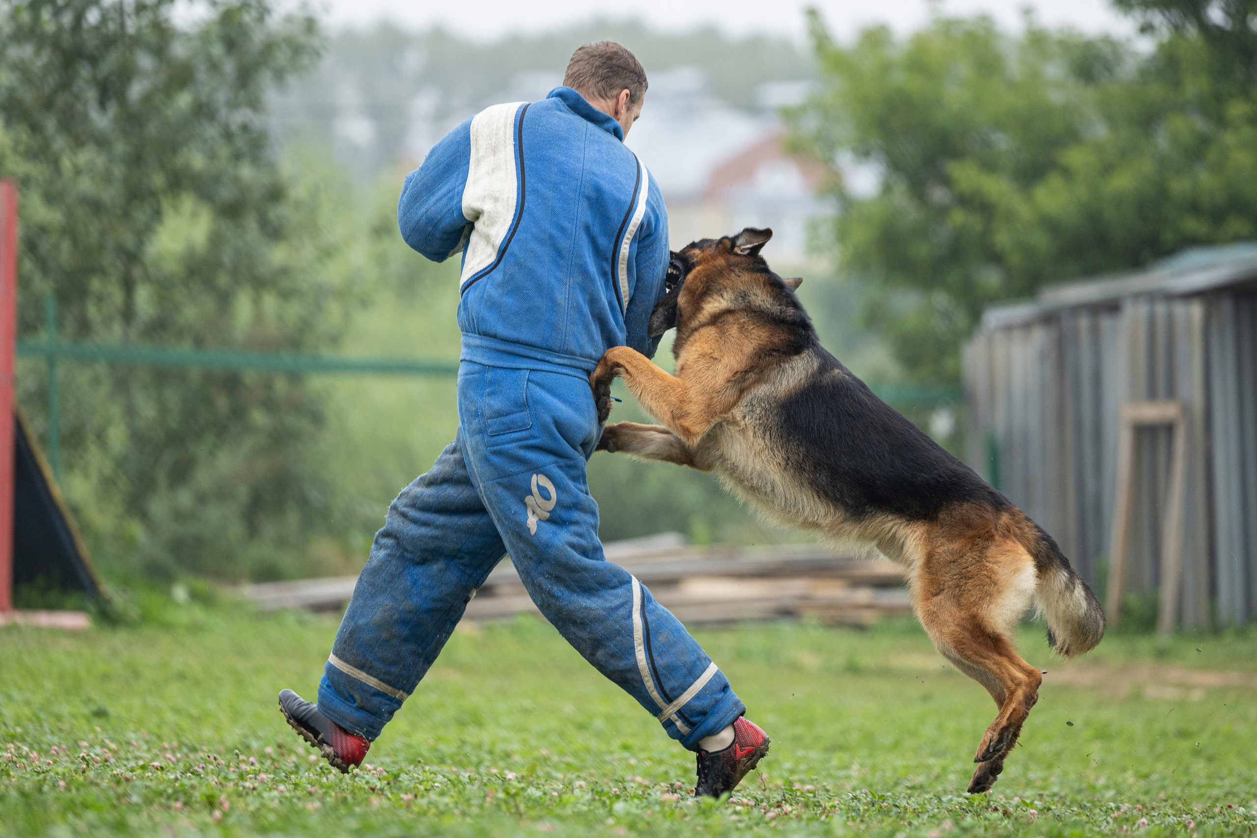 Соревнования по Мондьорингу г. Вологда 10-11.08.2024. Фотограф-анималист Анна Маринич