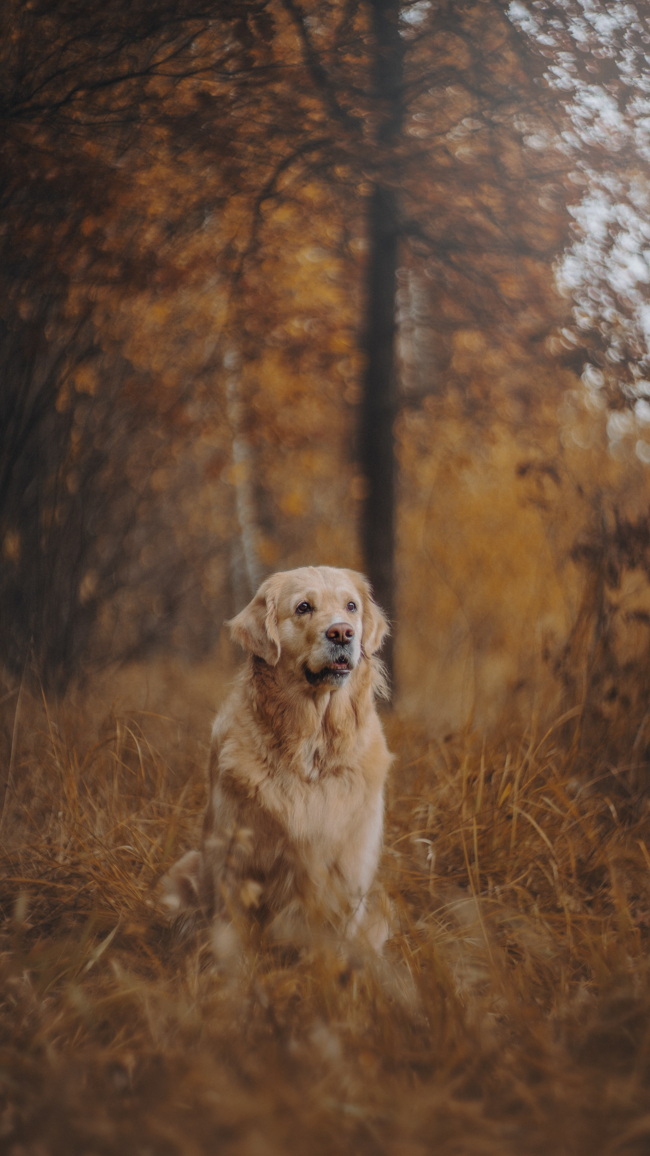 Анастасия и Айза. Фотограф анималист в Москве и Санкт-Петербурге Свиридова Анна