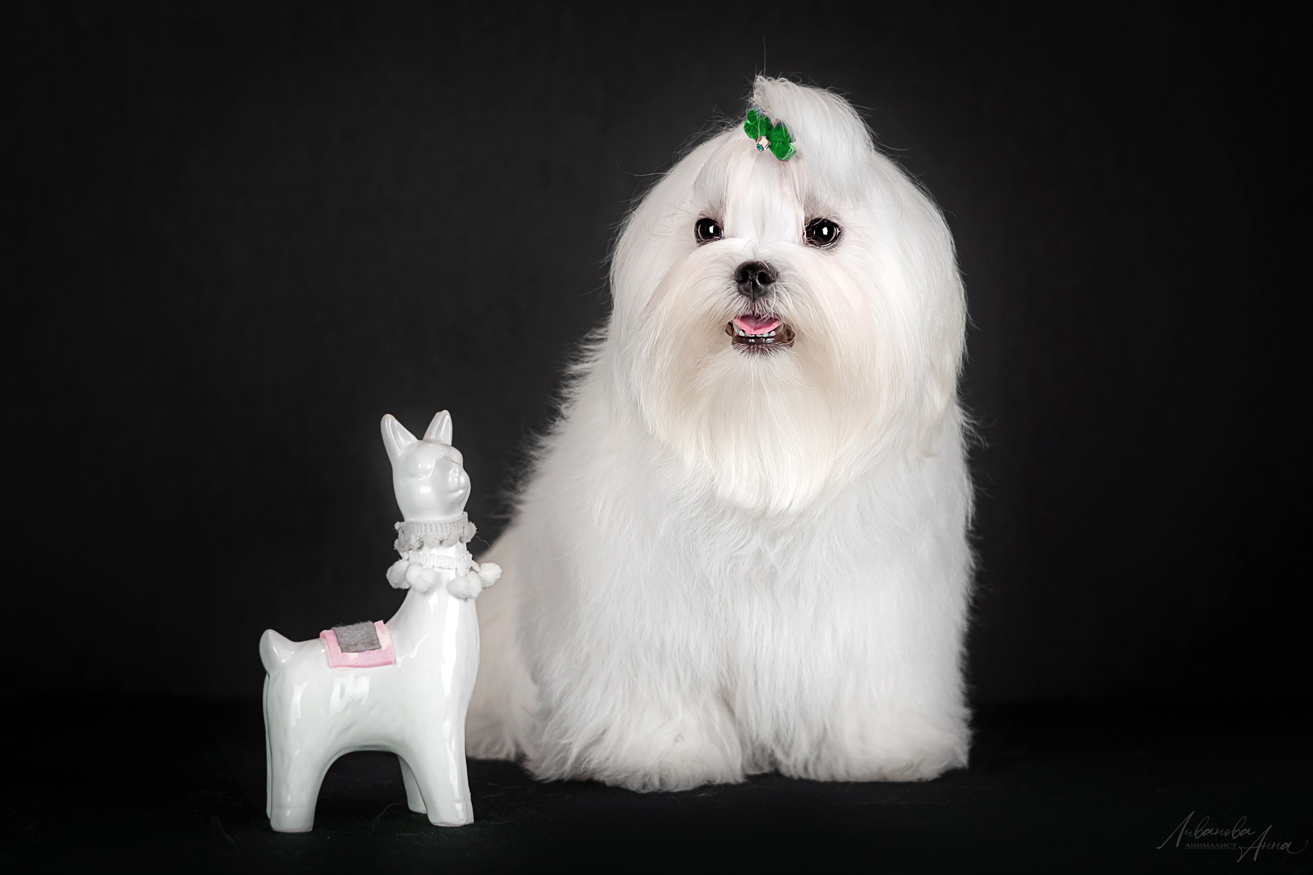 Мальтезе. Фотограф анималист Аня Ливанова | Рыбинск