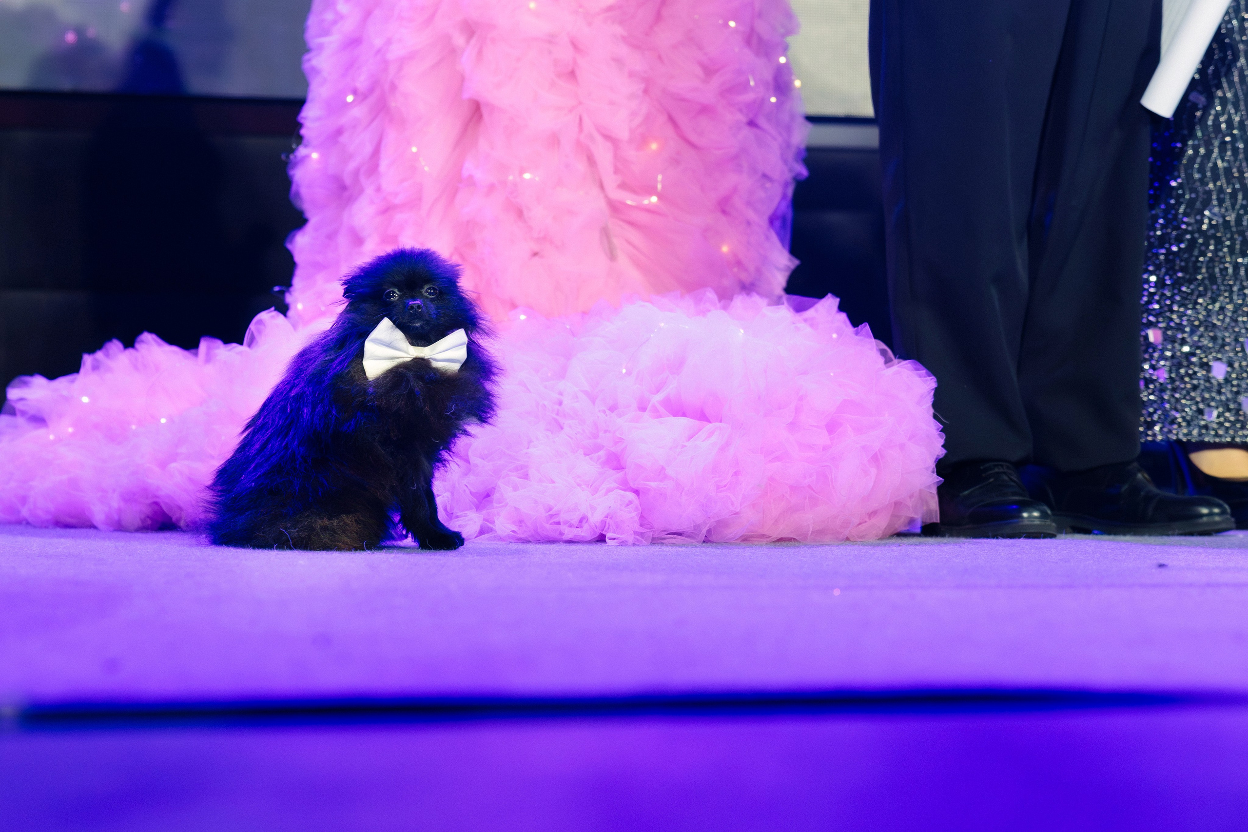 Russian musik award. Главная