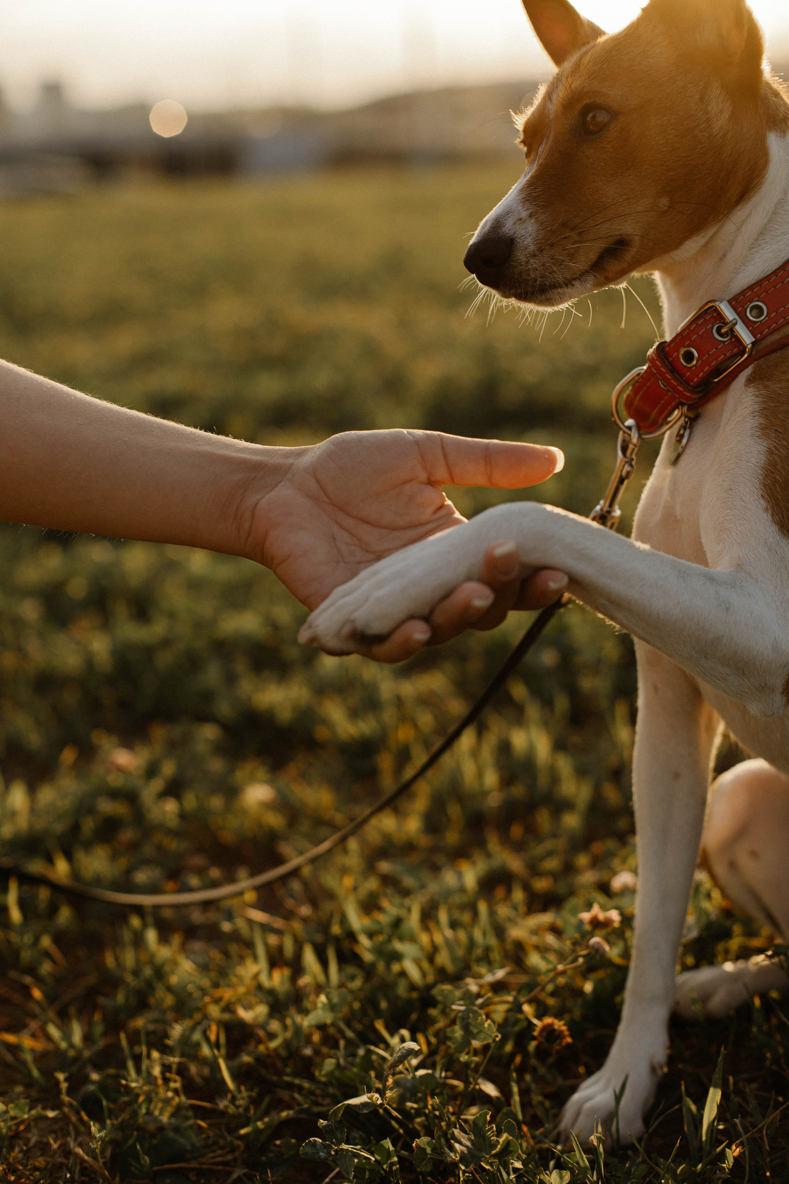 Съемка для Оксаны и Чили. Фотограф / Свадебный фотограф МОСКВА, КОММУНАРКА, КОВРОВ