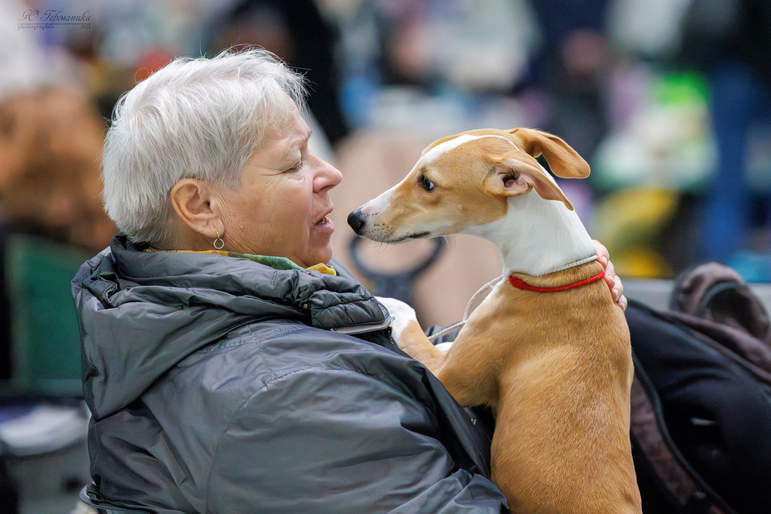 Питер ротвейлеры 18.01,Крокус 19.01.2025. Фотограф-анималист Юлия Германика