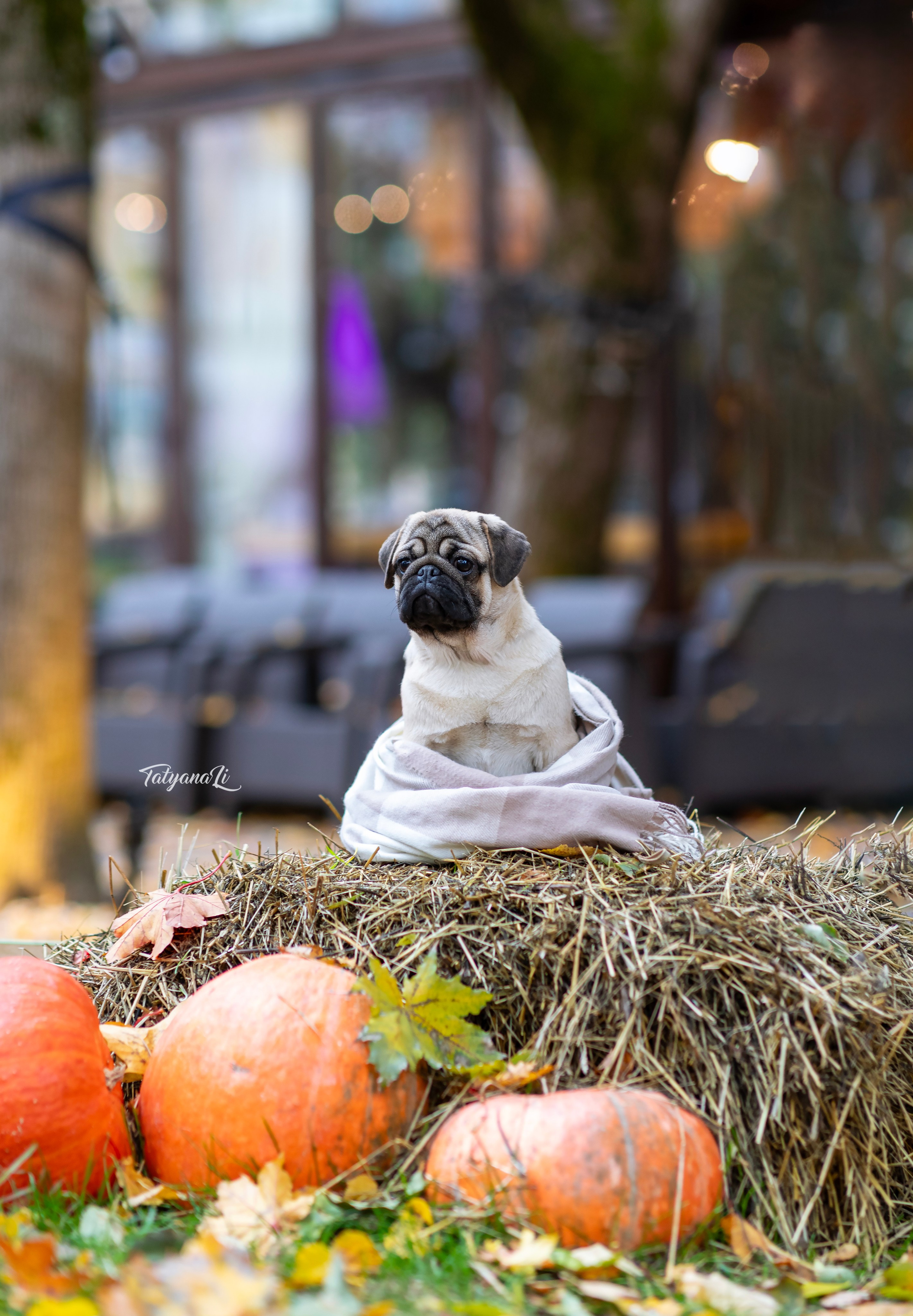 Фотограф — анималист Татьяна Ли