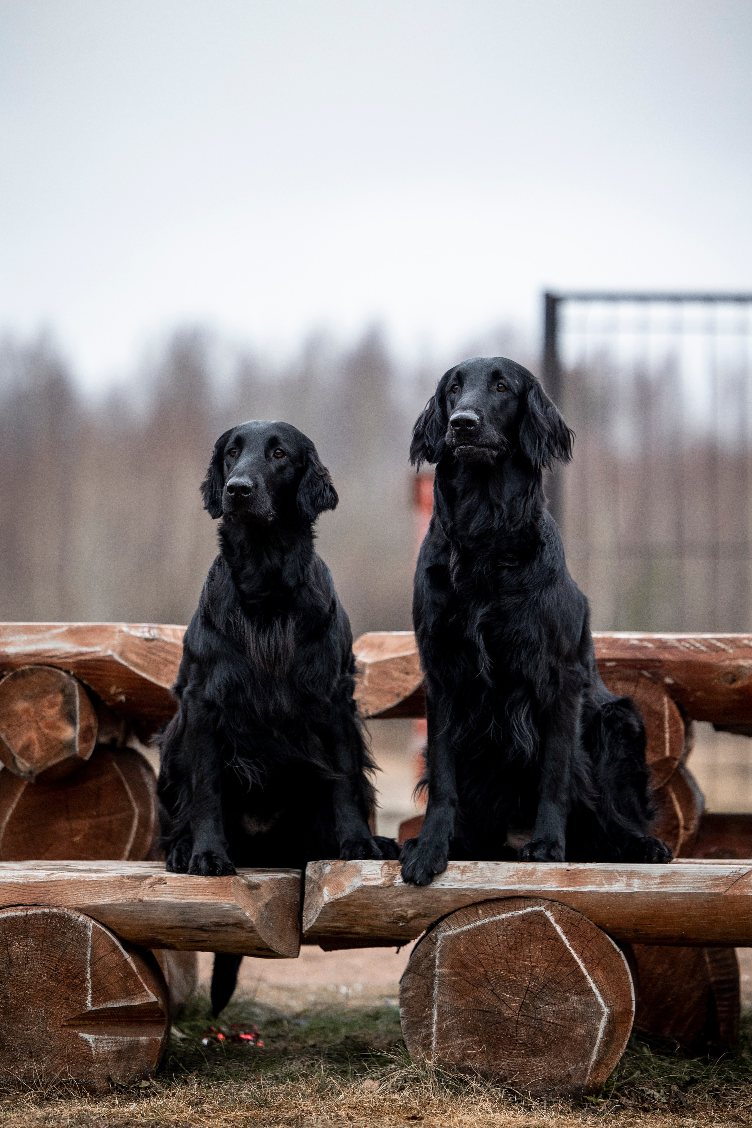 Ора, Ева, Рози и их семья. Фотограф — Анималист | Санкт-Петербург