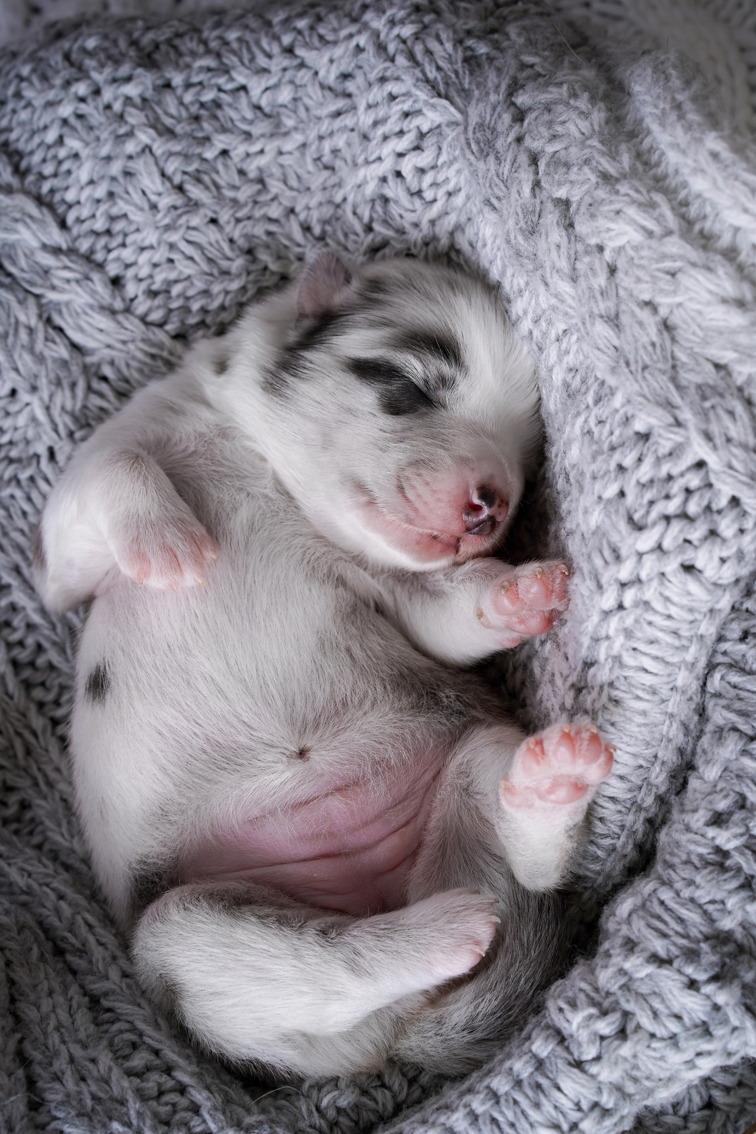 Щенки австралийской овчарки. Фотограф-анималист в Санкт-Петербурге Яна Мартынова