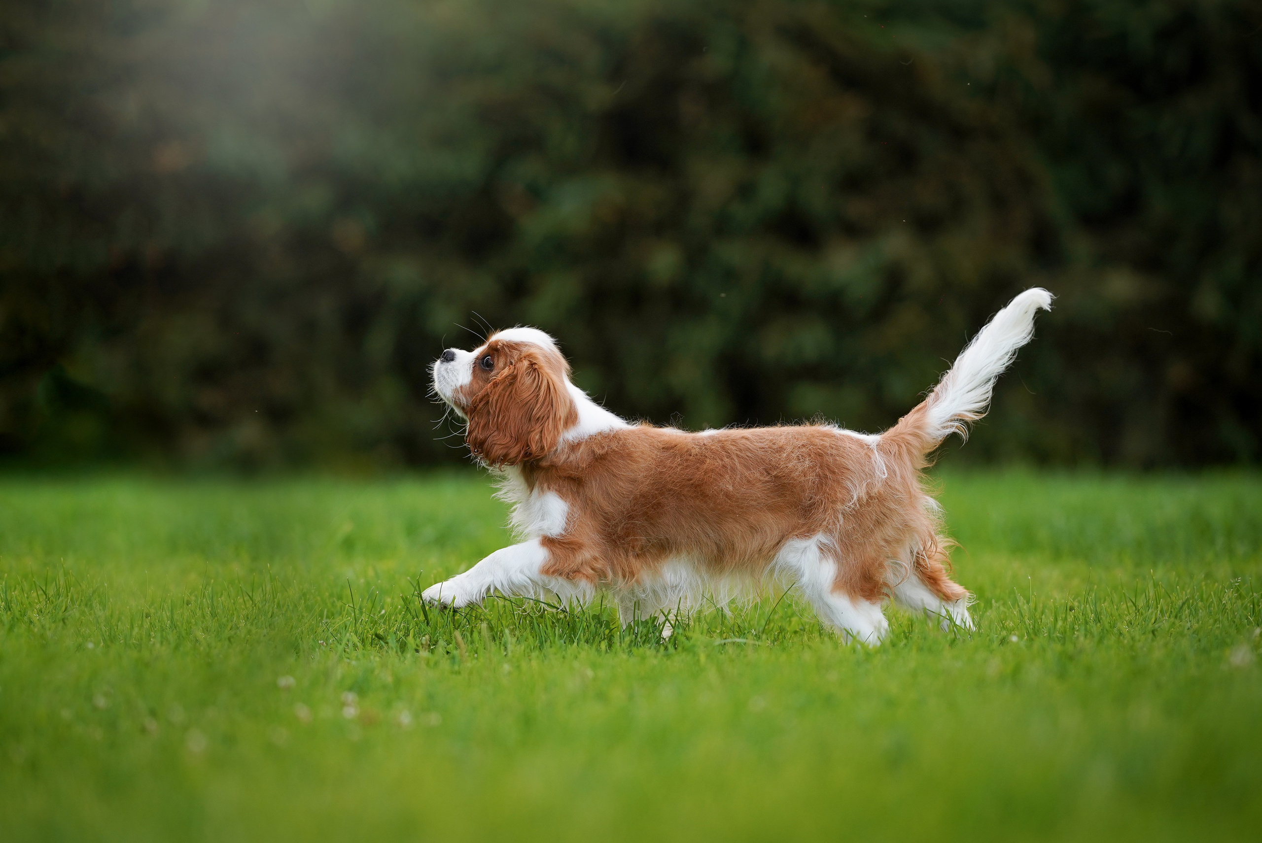 Щенуля кавалера. Фотограф-анималист в Санкт-Петербурге Яна Мартынова
