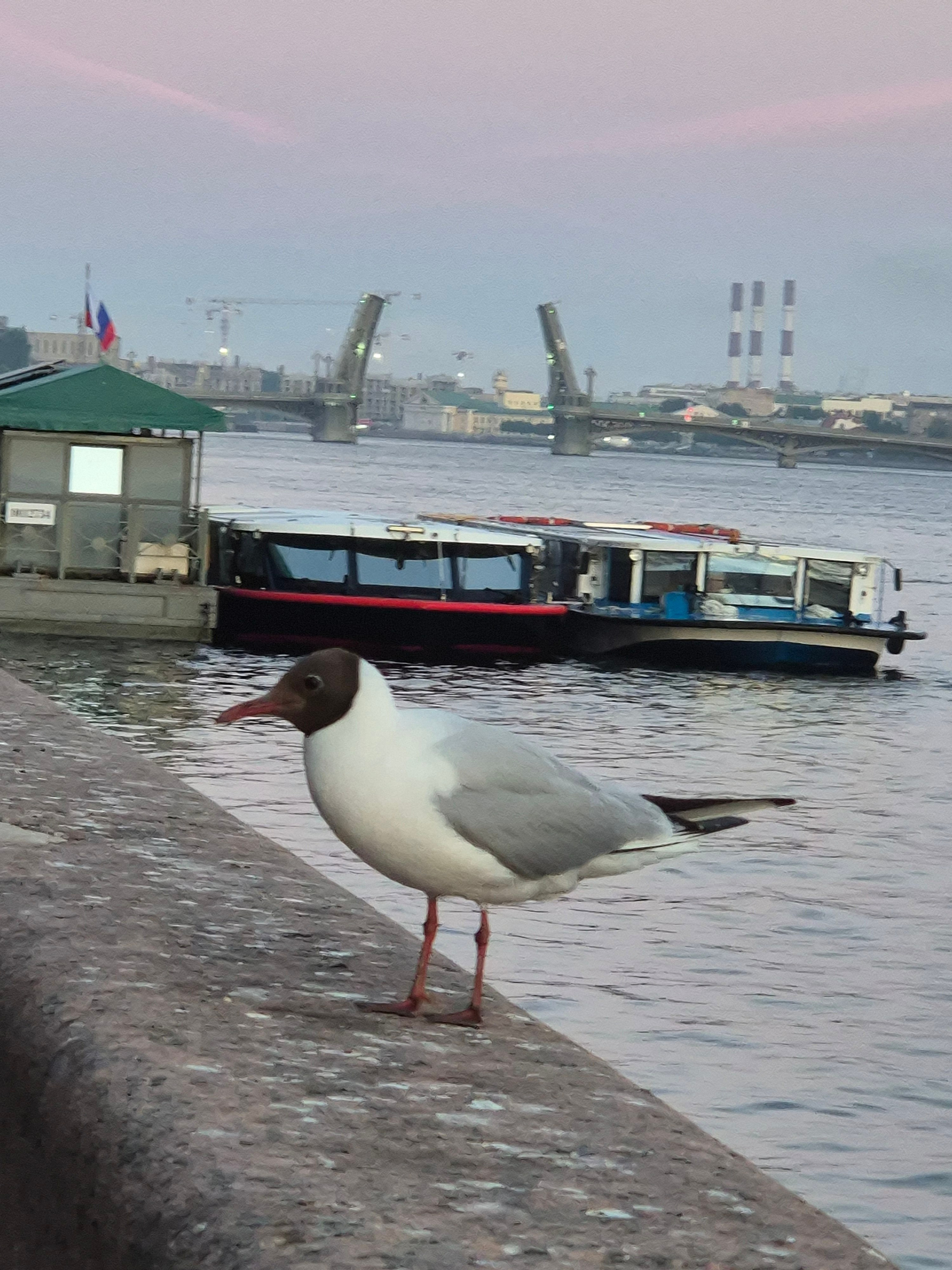 Местные жители