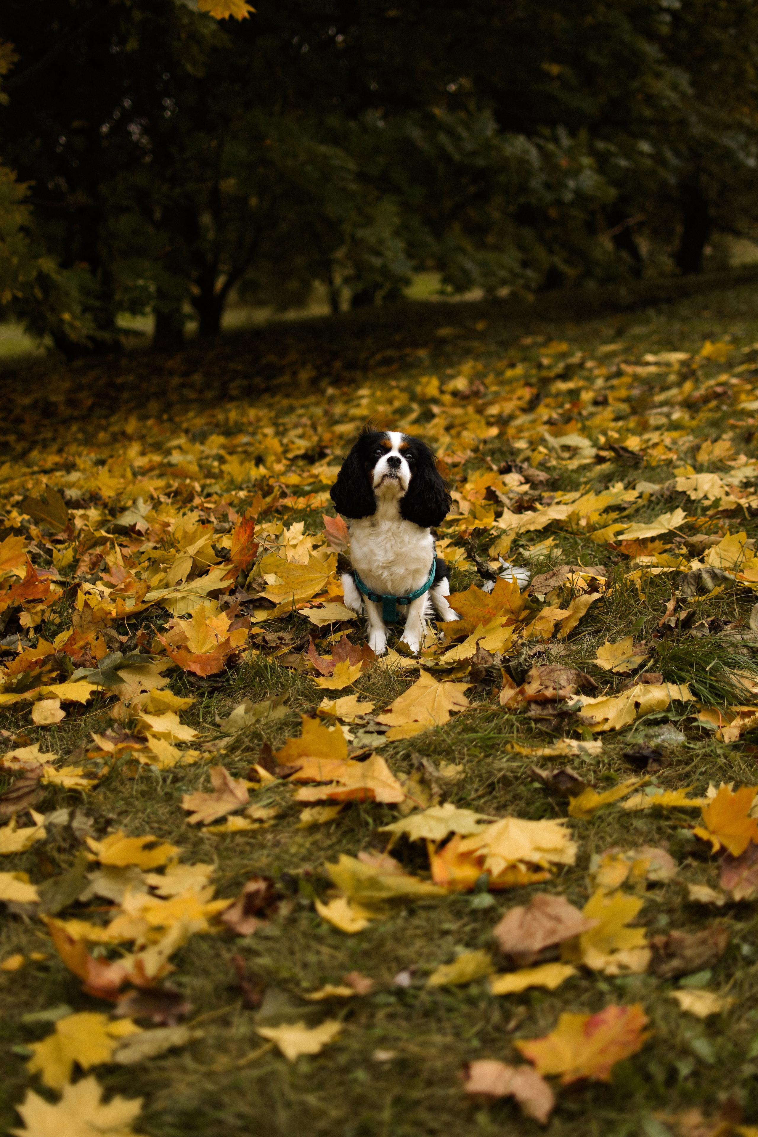 Молли, Кристина и Полина. Фотограф-анималист Ксения Шевцова|Москва