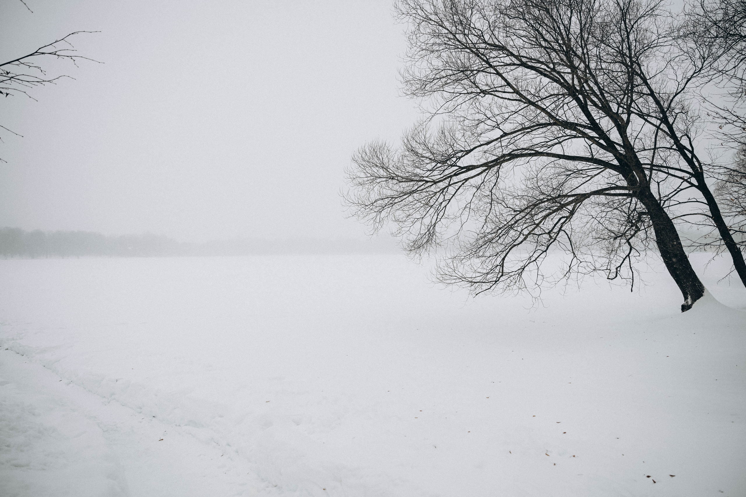 Прогулка с пушистым другом. Семейный фотограф Москва-Воронеж Ирина Вронская