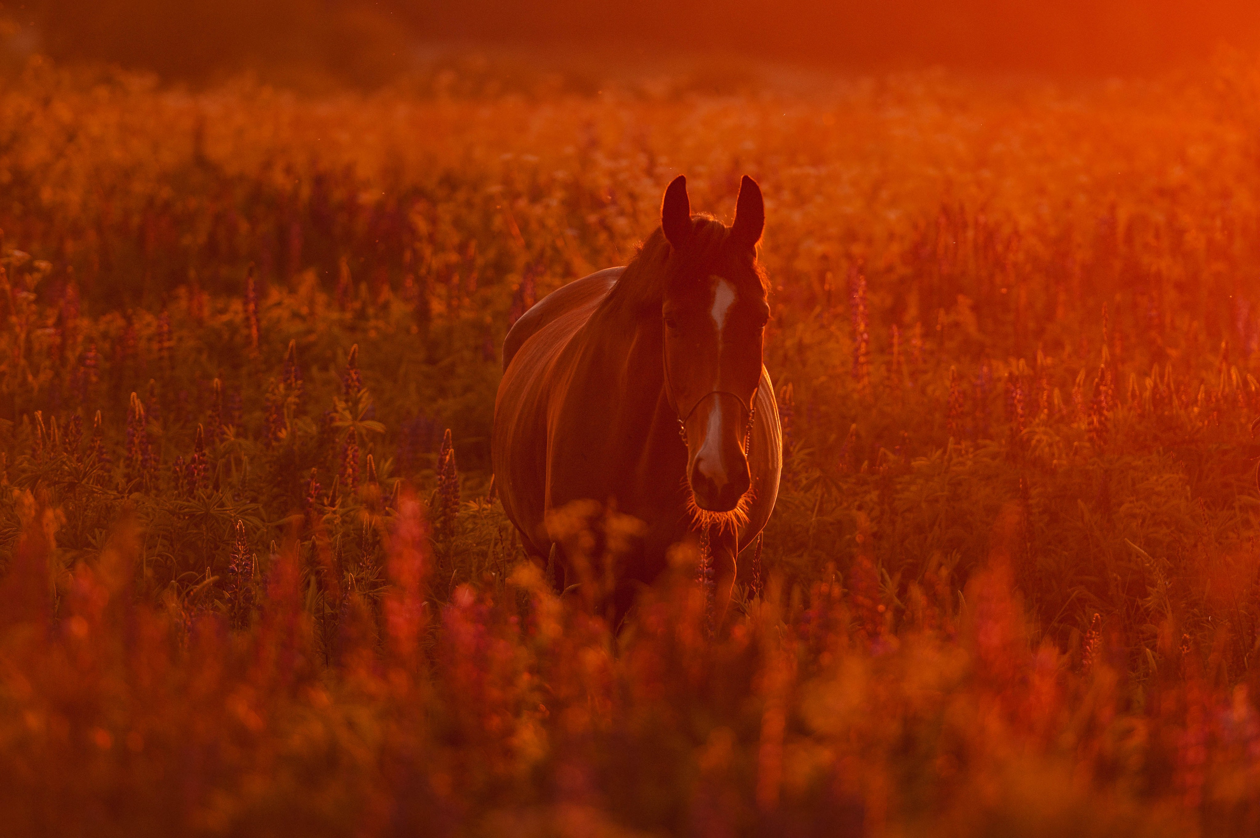 Ивори в закатных полях. Фотограф-анималист
