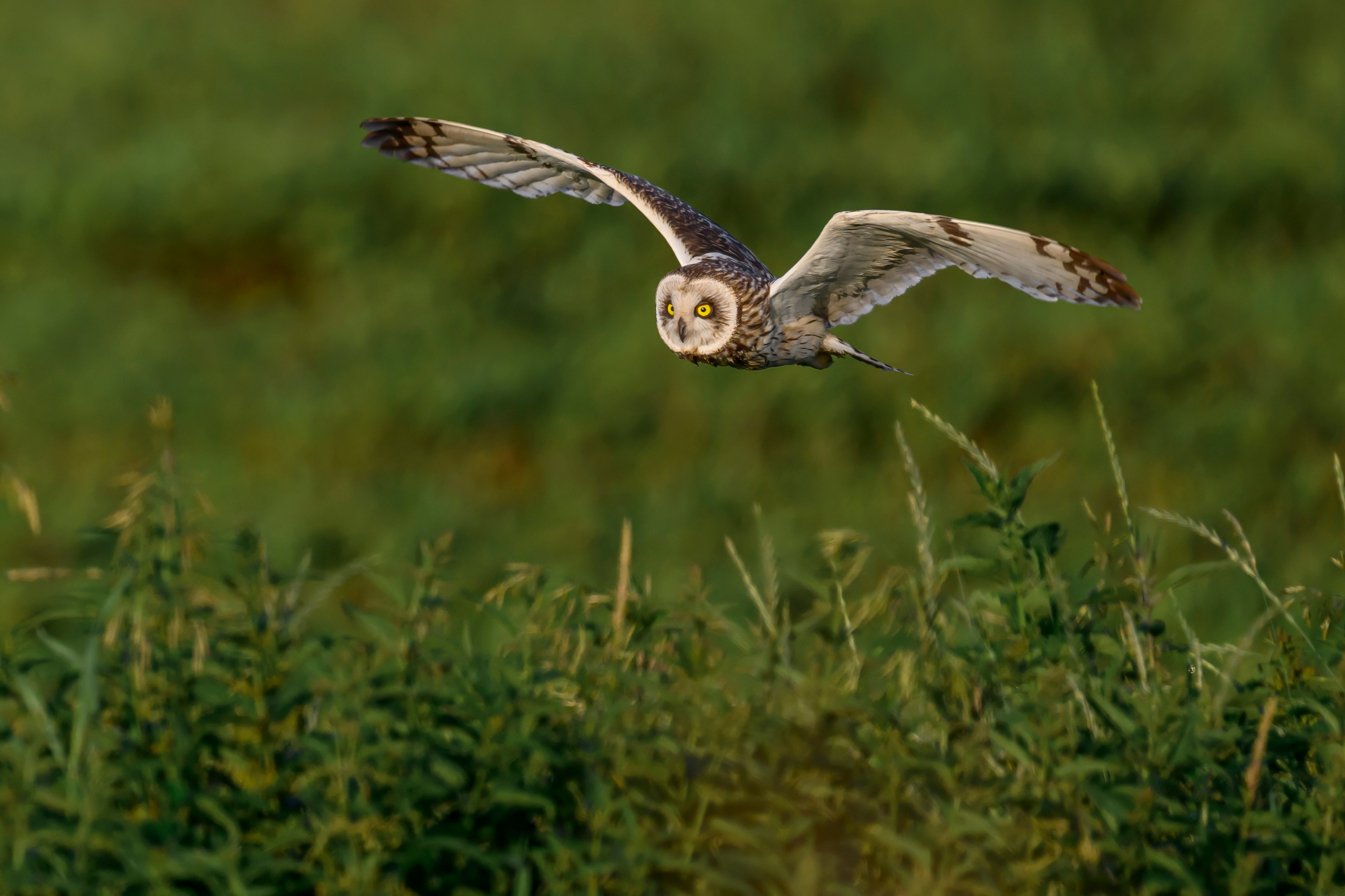 Совы и веретенники. Фотограф Сергей Пупонин