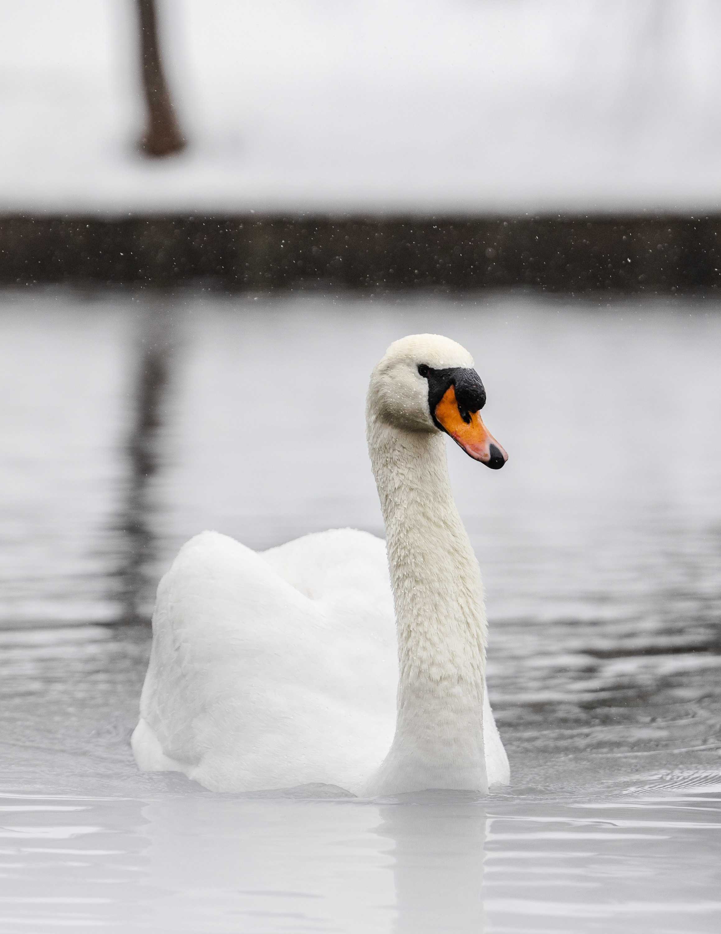 Птицы. Фотограф Владимир Охрименко