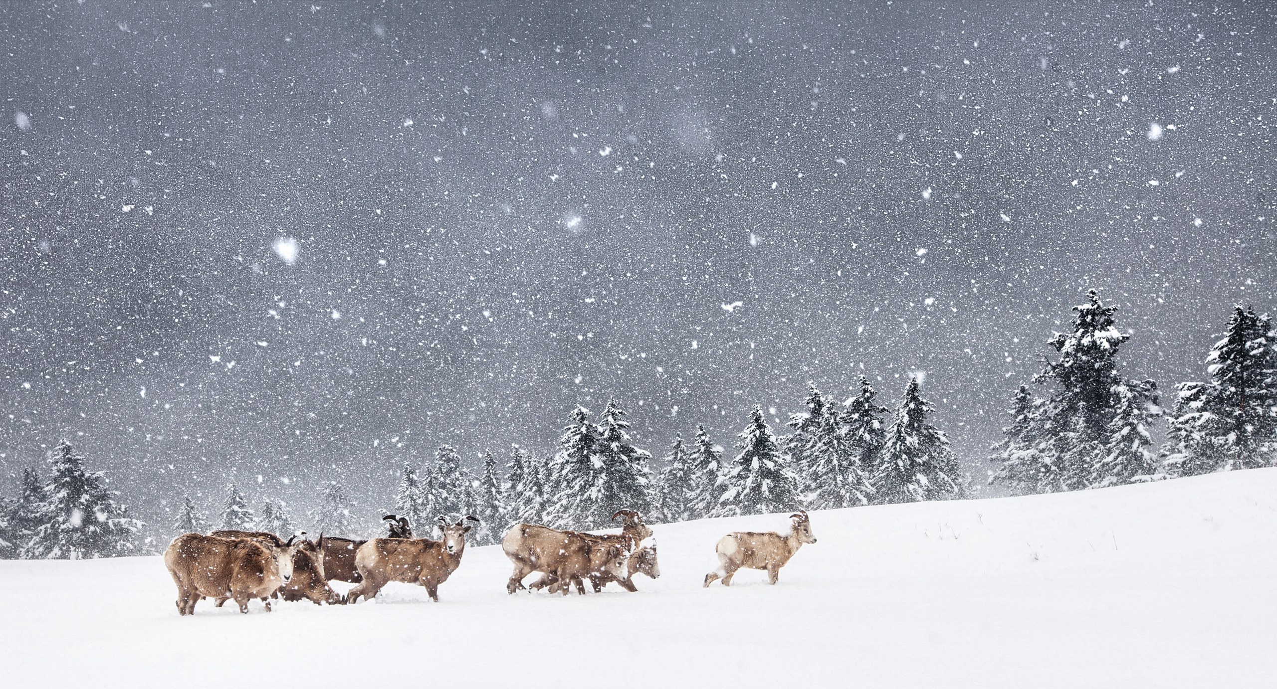 Канада. Фотограф Владимир Медведев