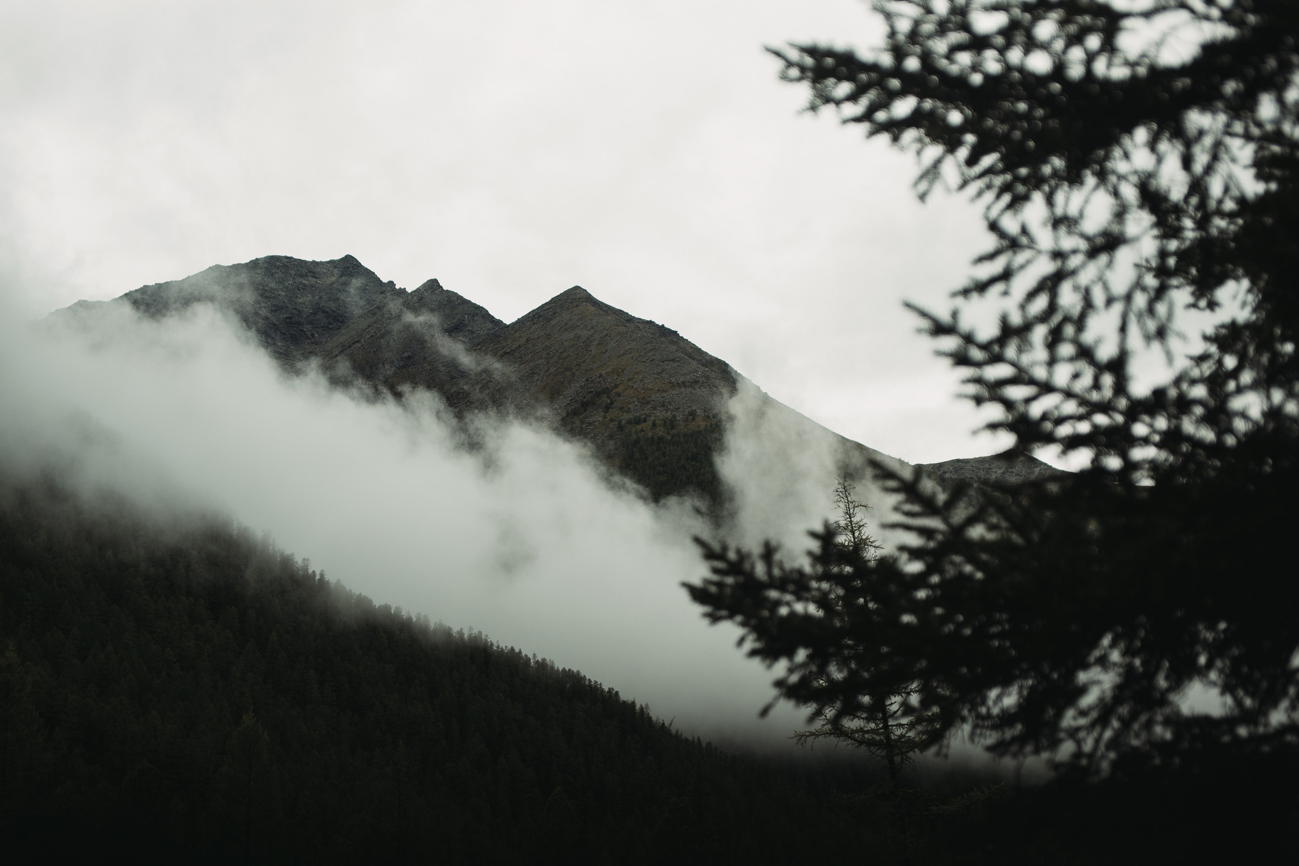 Шавлинские. Главная