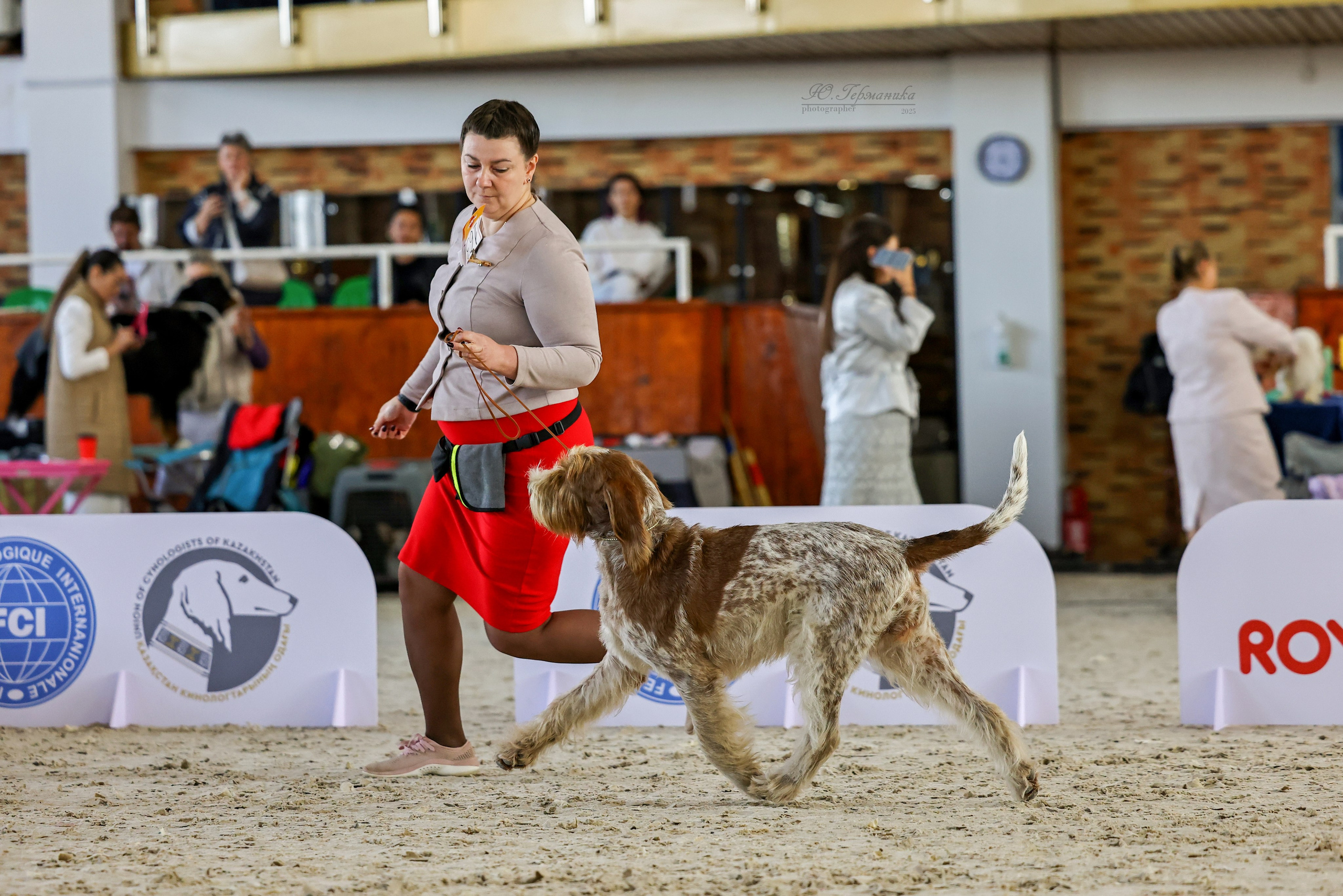 Астана 2хCACIB 26-28.09.2025. Фотограф-анималист Юлия Германика