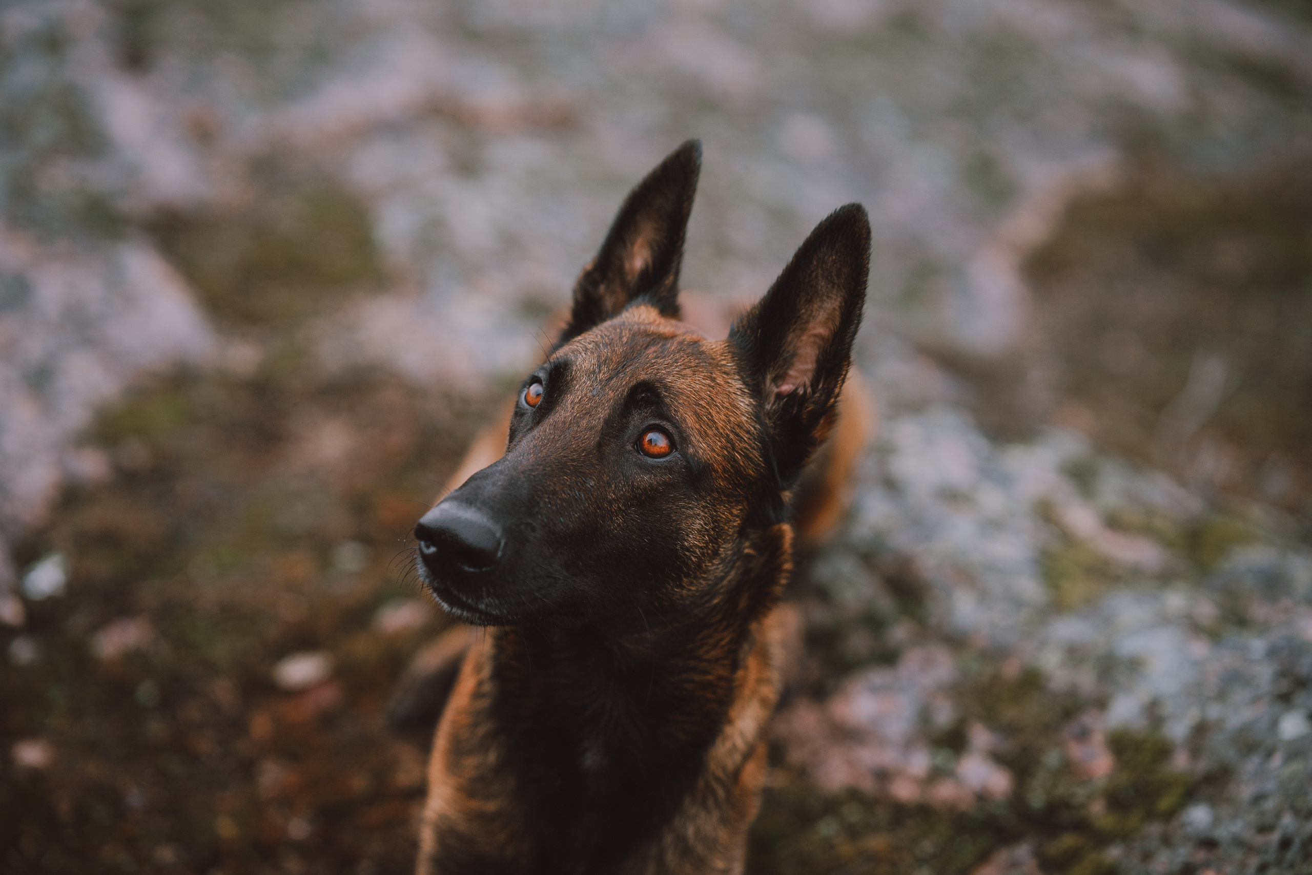 Раш. Фотограф анималист Осипчикова Мария