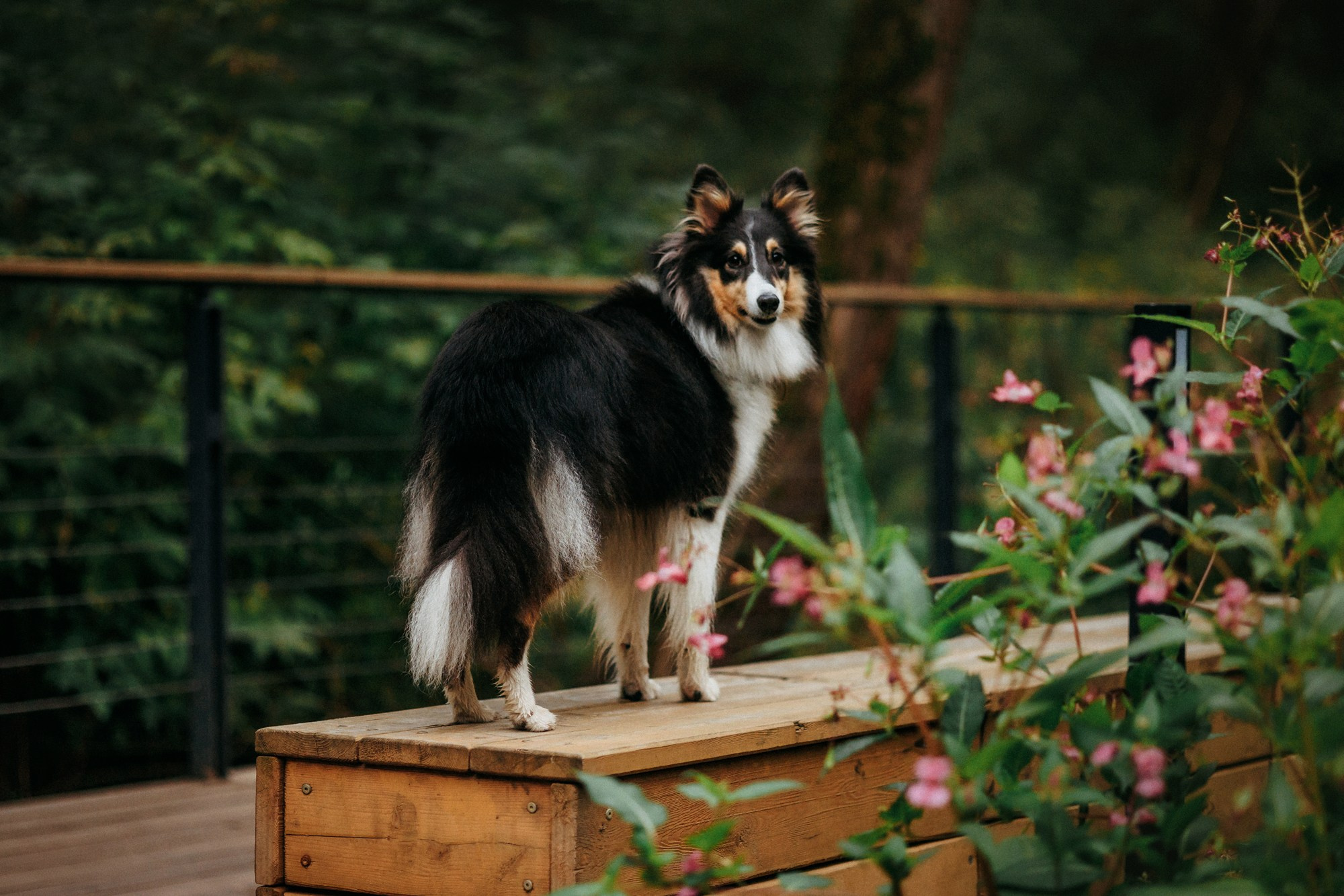 Федор, Саша и Груша. Фотограф-анималист Елена Радченко, Москва