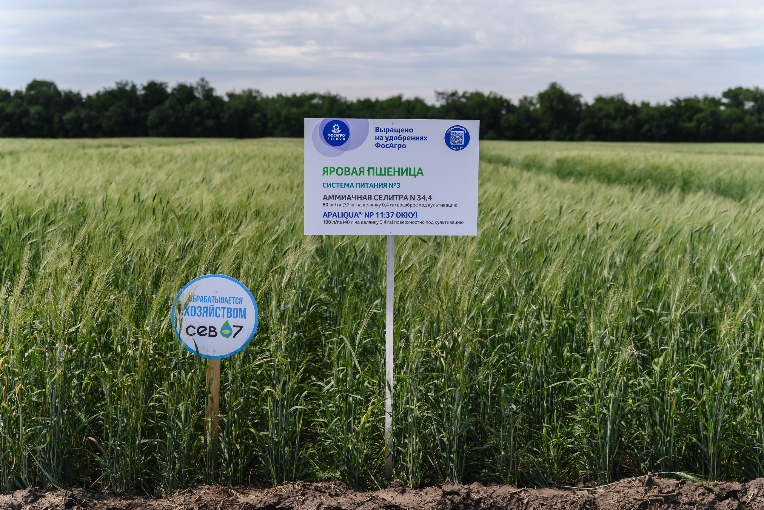 ФосАгро. День поля