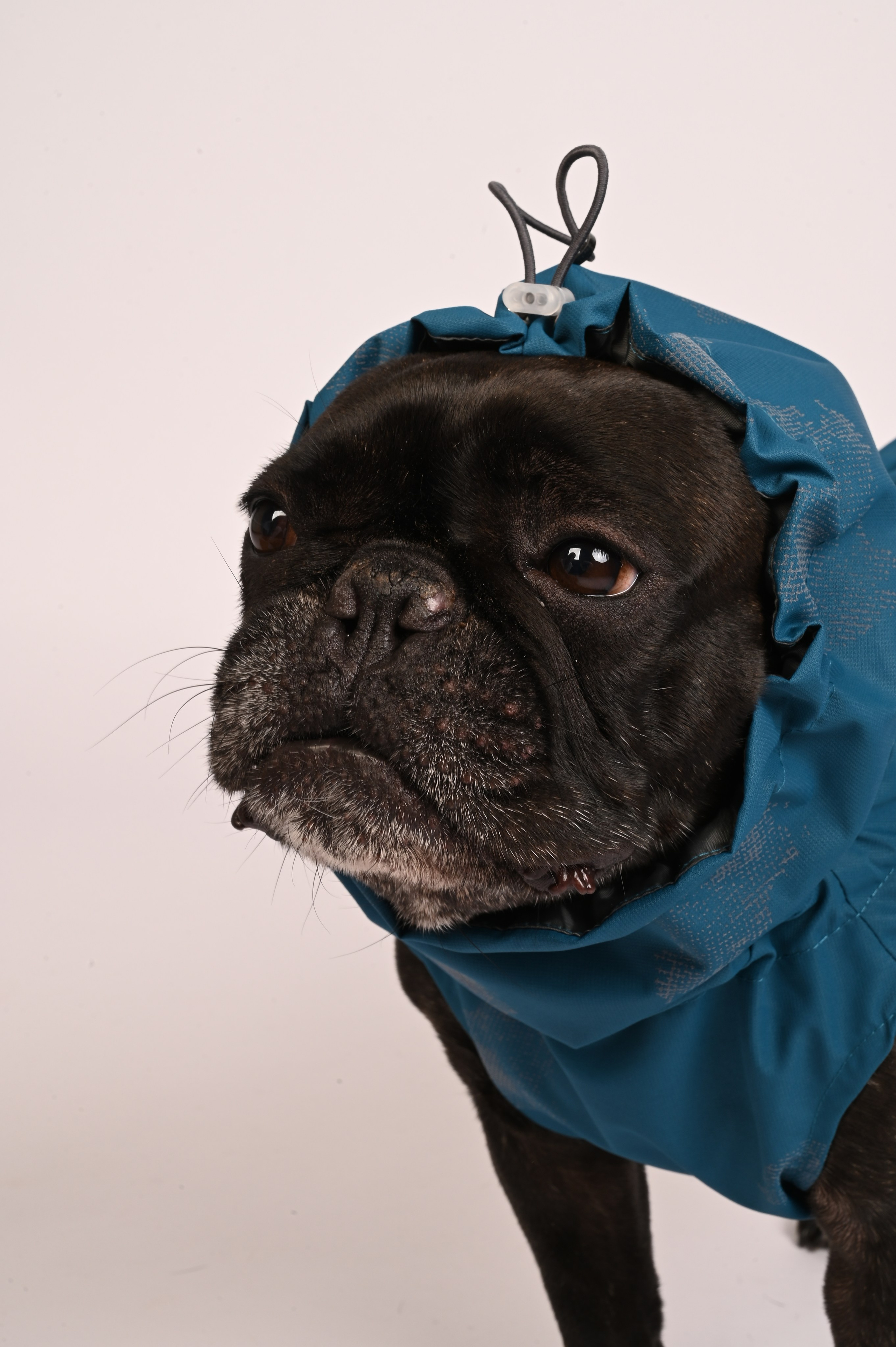 Одежда для собак. Семейный и детский фотограф во Фрязино, Ивантеевке и Щелково Матвеева