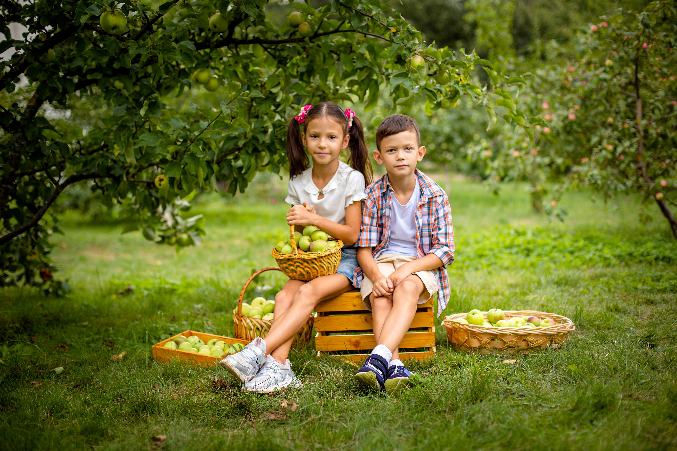 Яблоневый сад. Фотограф Дмитров. Москва