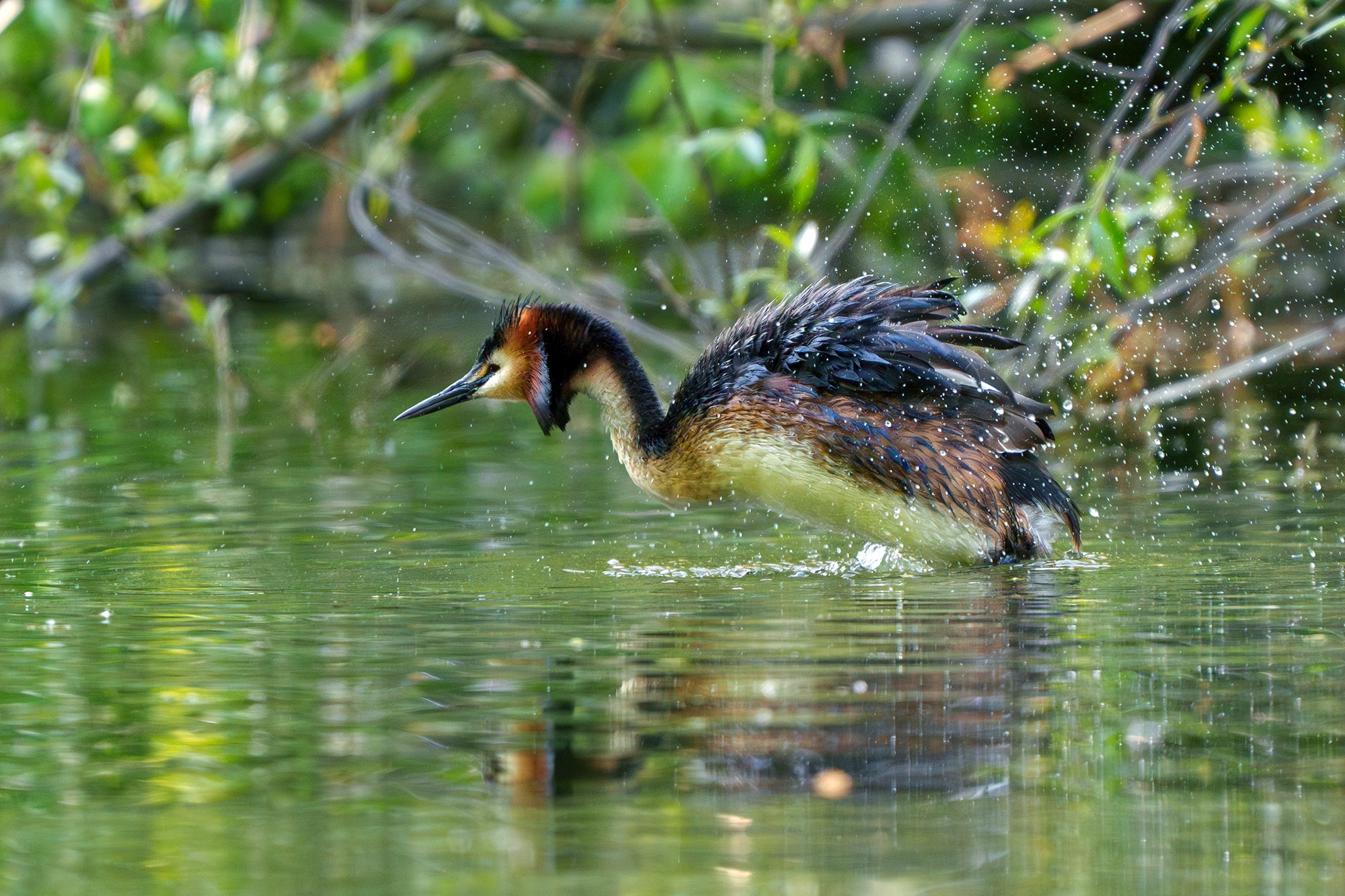 Удивительные мир птиц. Вокруг нас столько прекрасного — присмотритесь!. Ваш личный фотограф Марина Волкова