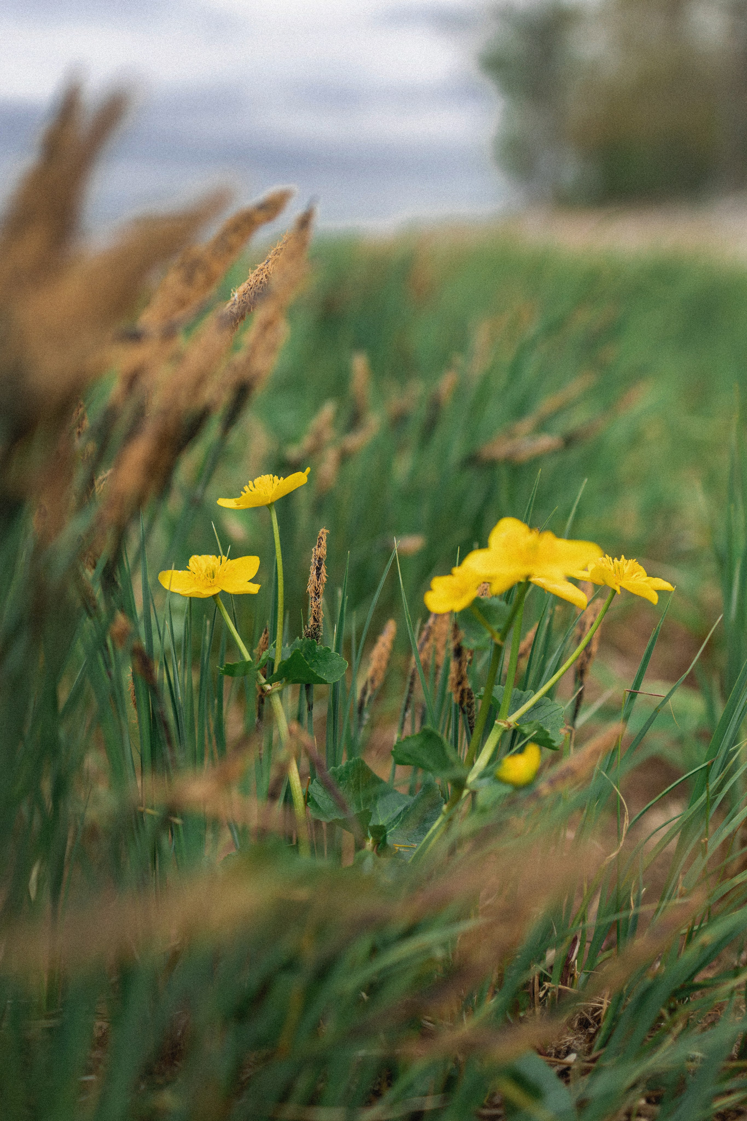Эстетика П р о Я в л е н и я. Виноградова Маргарита. Фотограф P r o Явления