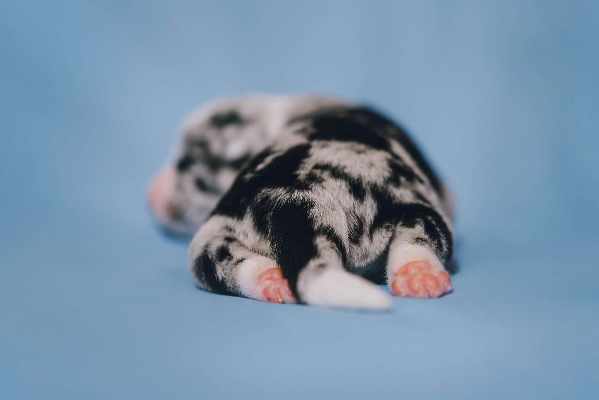 Щенки. Фотограф Анна Тюрина