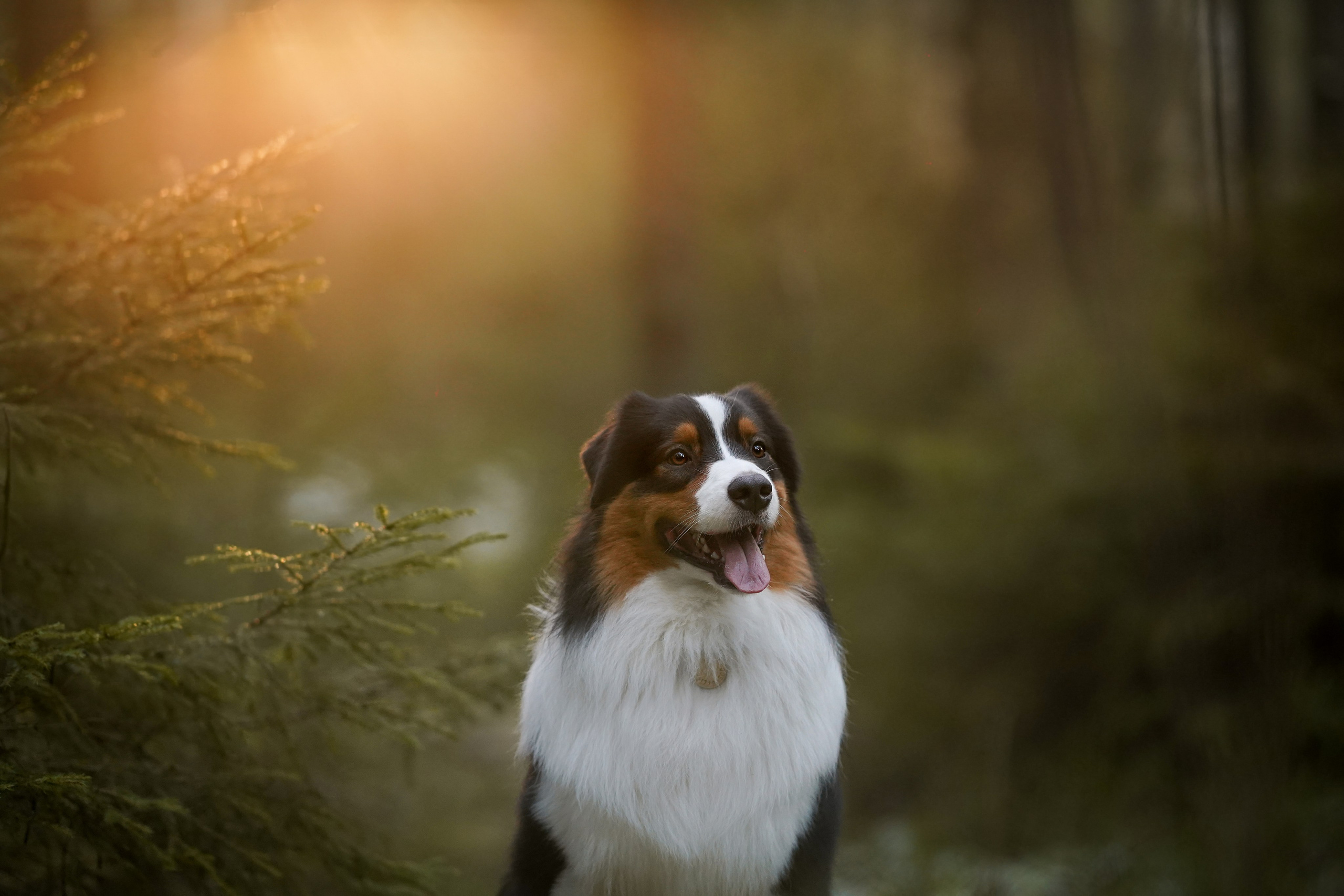 Бэст Айла и Панда. Фотограф-анималист в Санкт-Петербурге Яна Мартынова