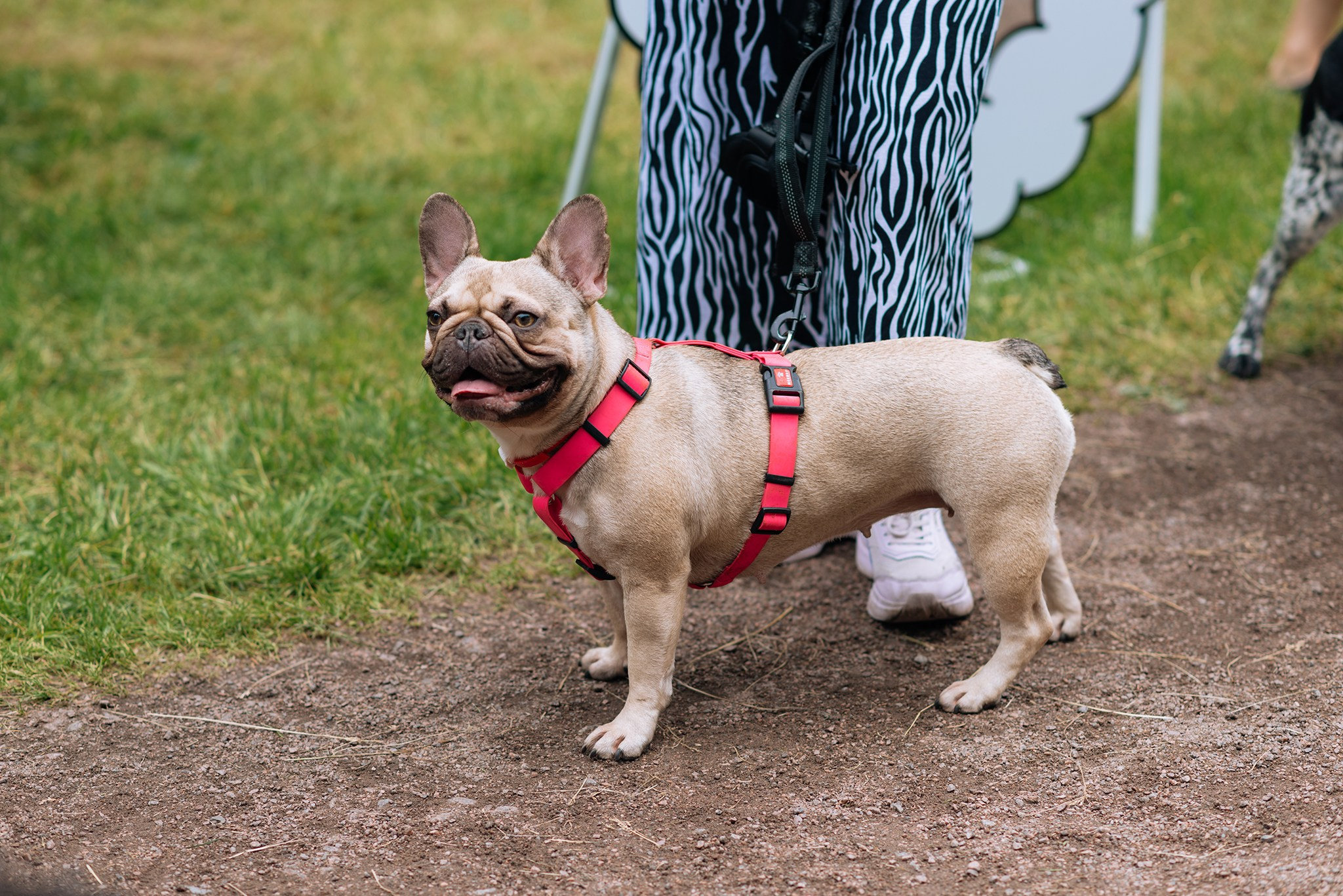 PETSHOP DAYS. Июнь 26. Репортажный фотограф в Санкт-Петербурге Анастасия Клёпова