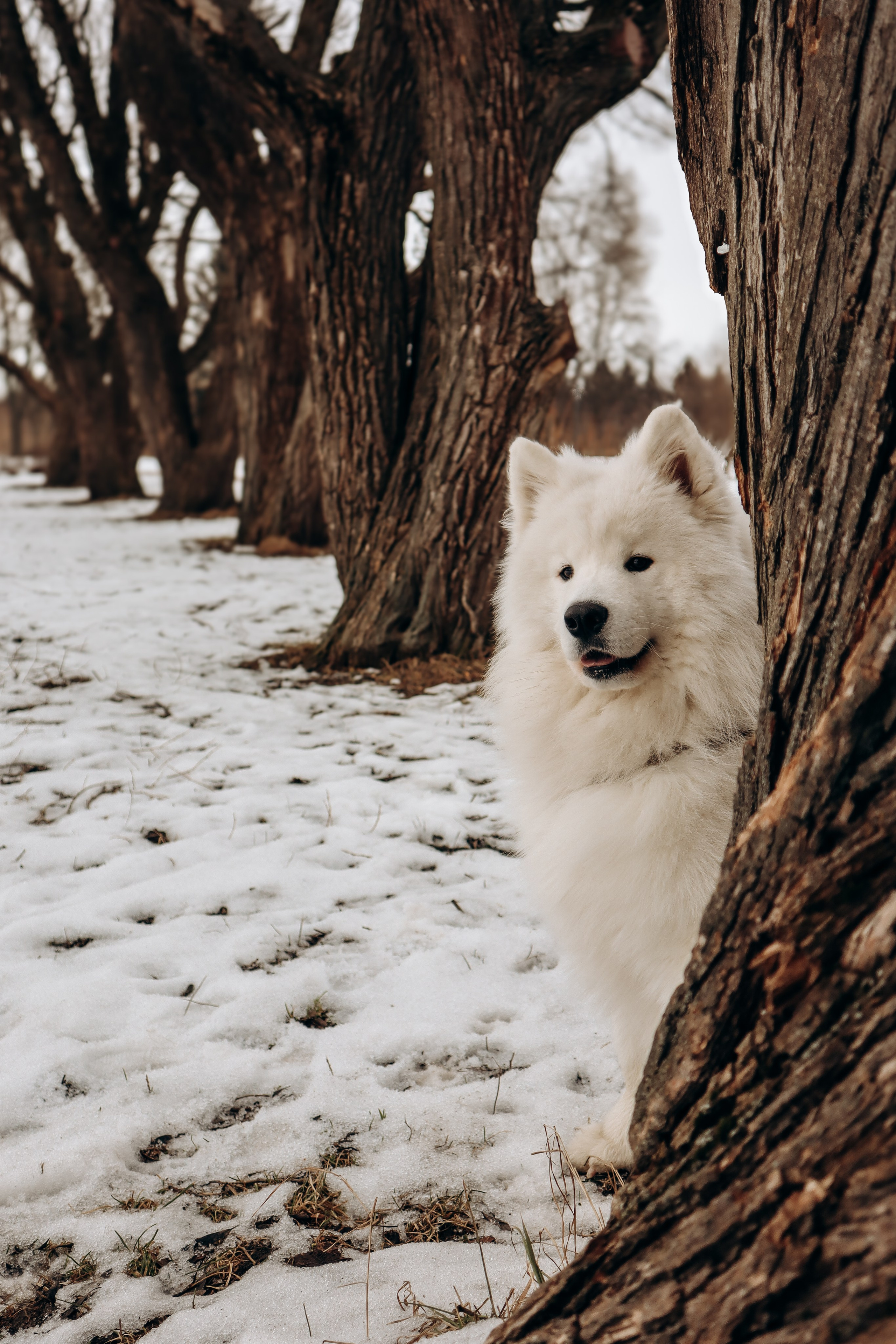 Даша и Локи. Фотограф-анималист в Санкт-Петербурге