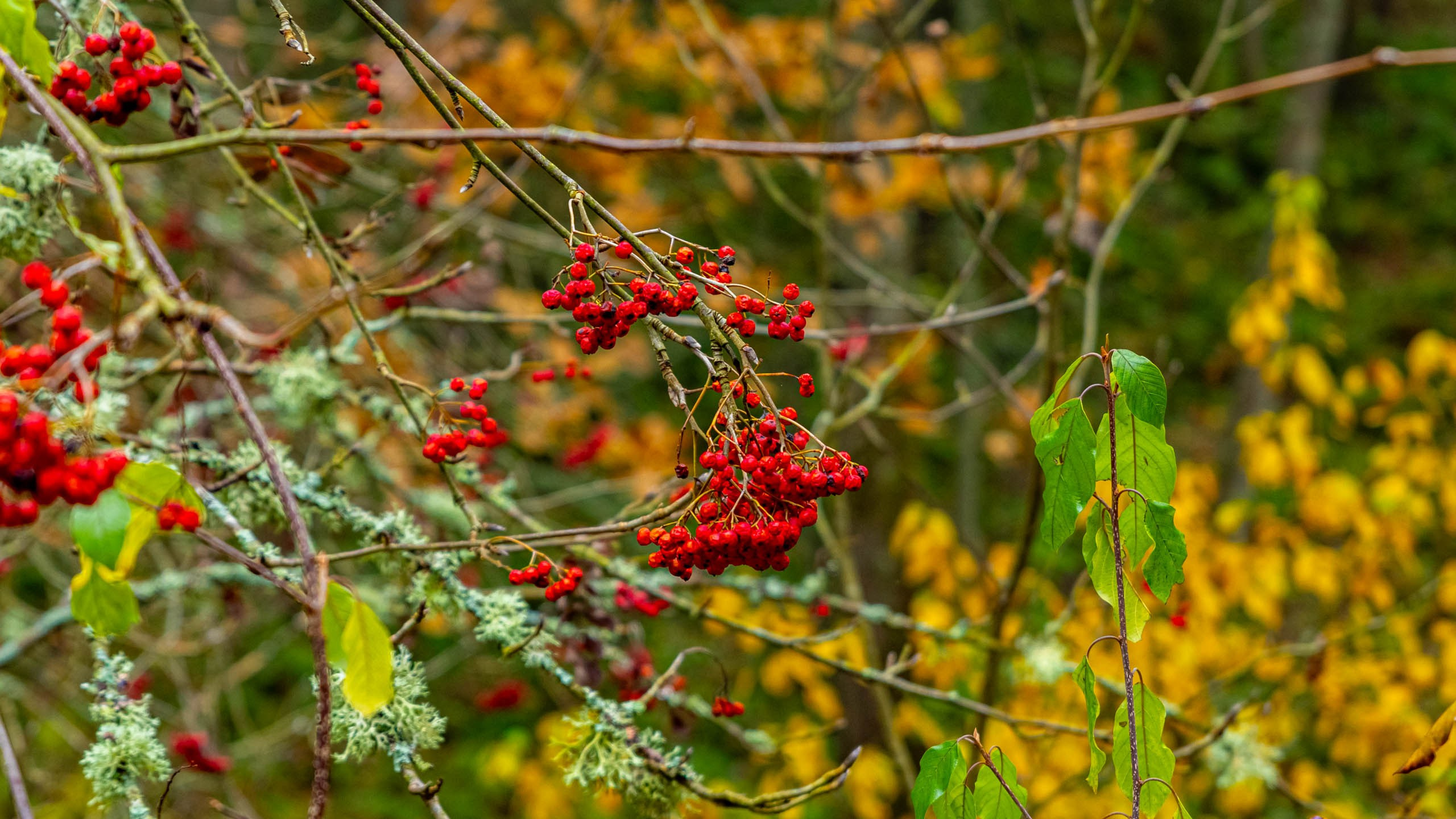 2024 10 Зеленоградск, Светлогорск, Куршская коса. Фотографии