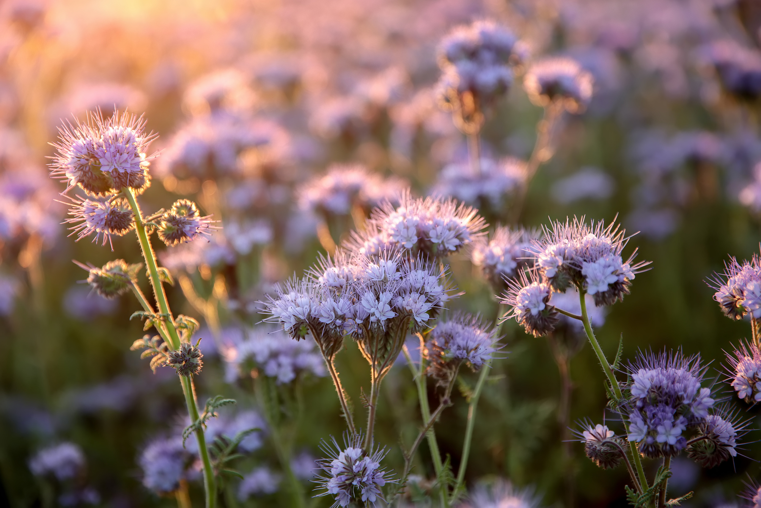 Детские съемки. Фотограф Казань и по миру Гимадиева Ирина