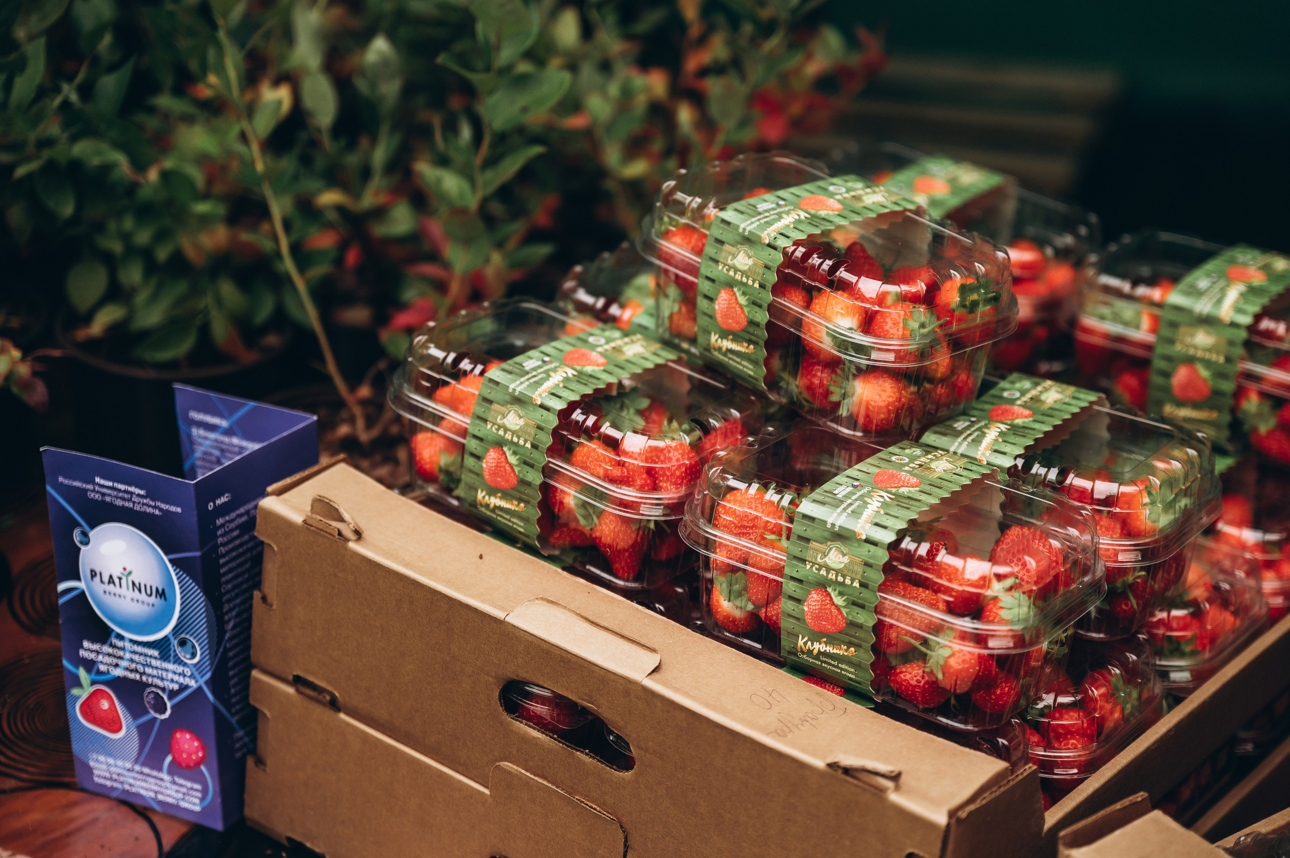 День города 2023. Фотограф Илья Солдаткин