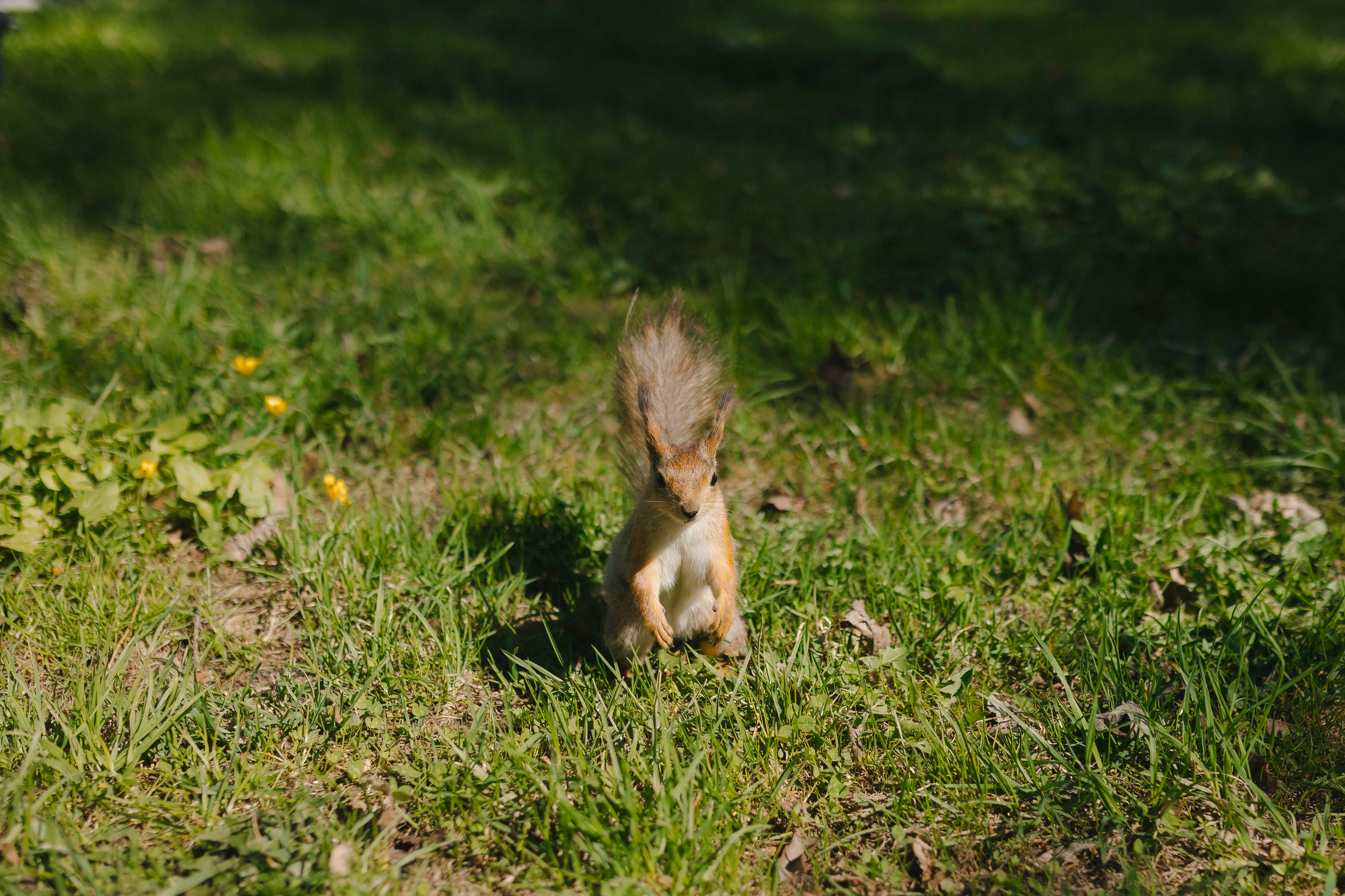 Свадьба в Санкт-Петербурге. Фотограф и видеограф в Мурманске, Москве Екатерина Нечаева