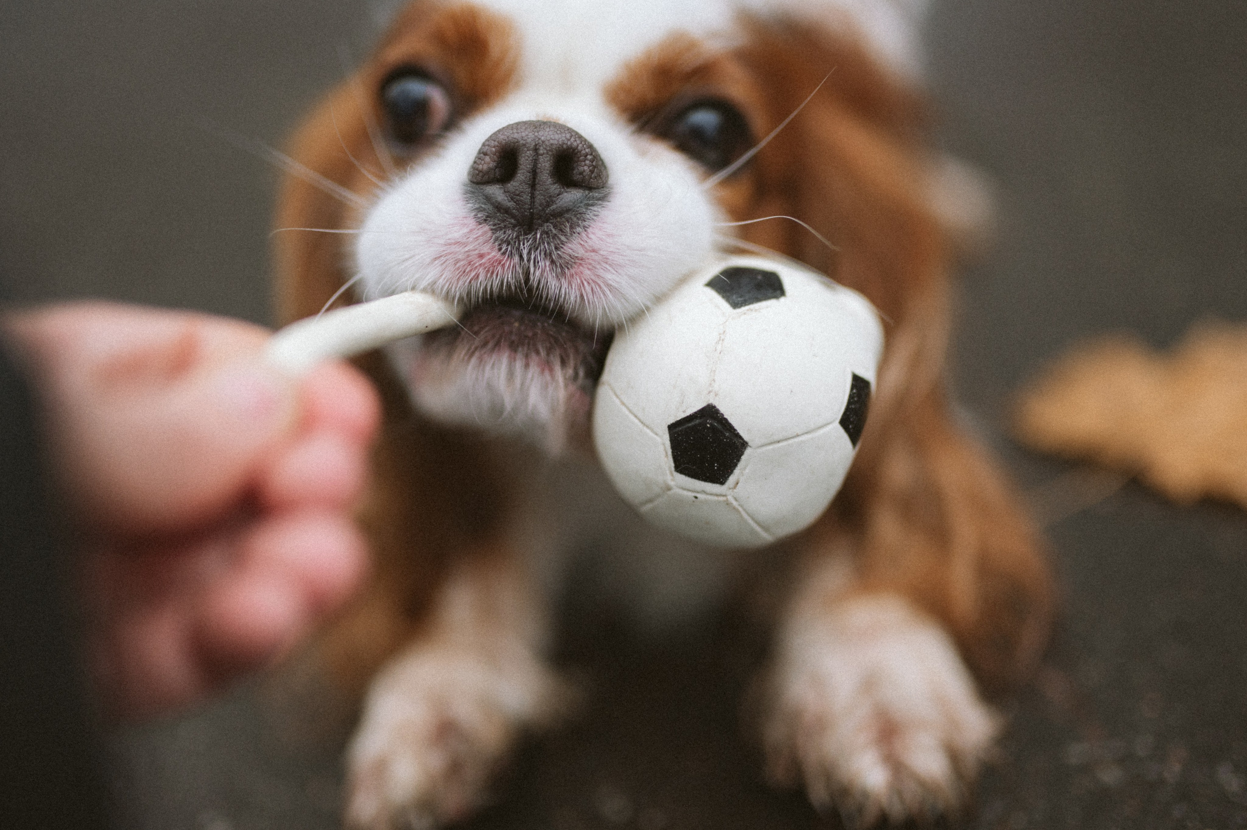 Настя и Тэйлор. Фотограф анималист в Москве Ольга Агушева
