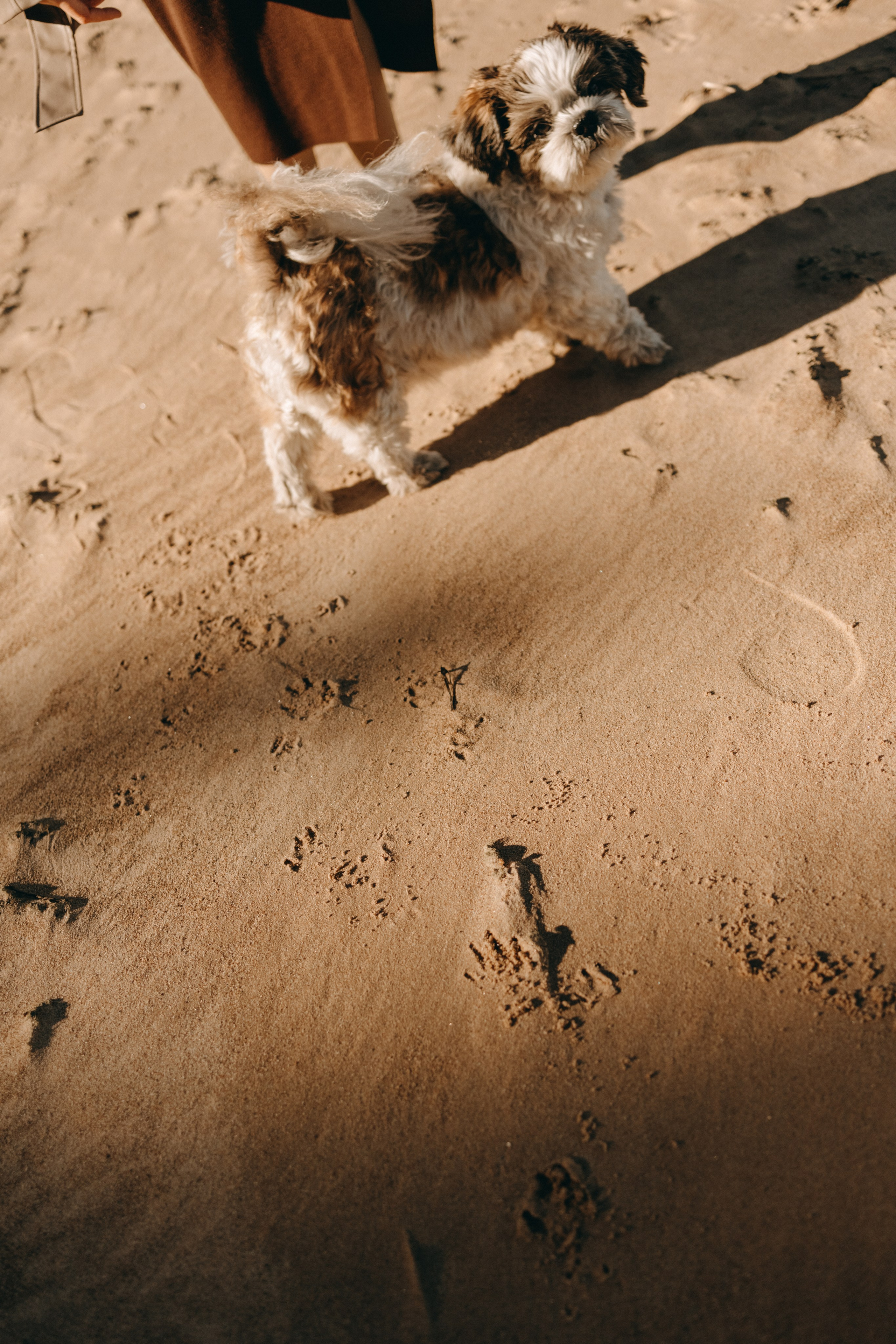 Настя и Франт. Фотограф — Анималист | Санкт-Петербург