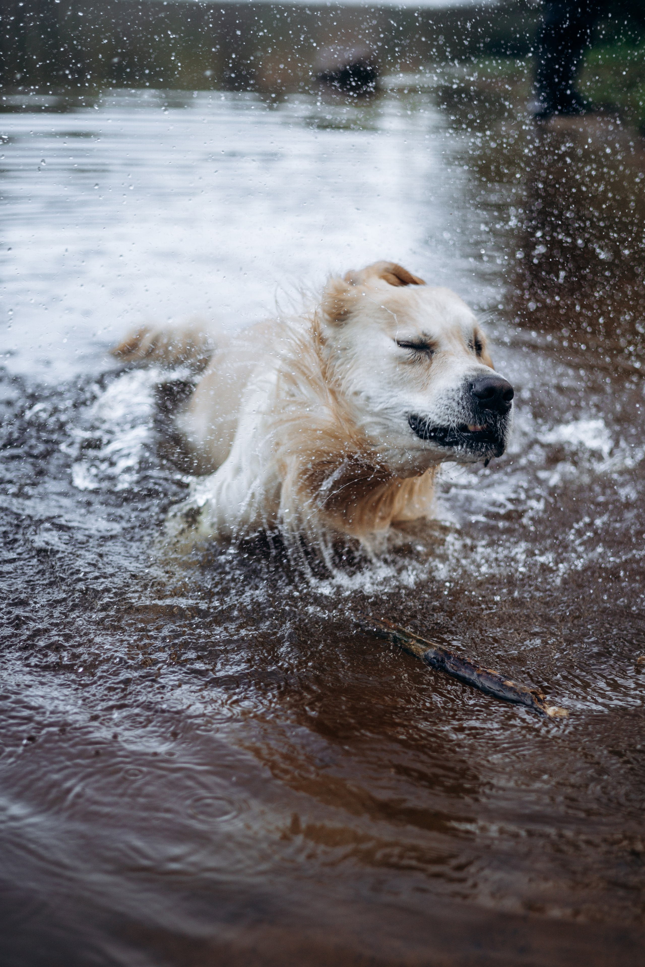 Лёва и его семья. Фотограф — Анималист | Санкт-Петербург