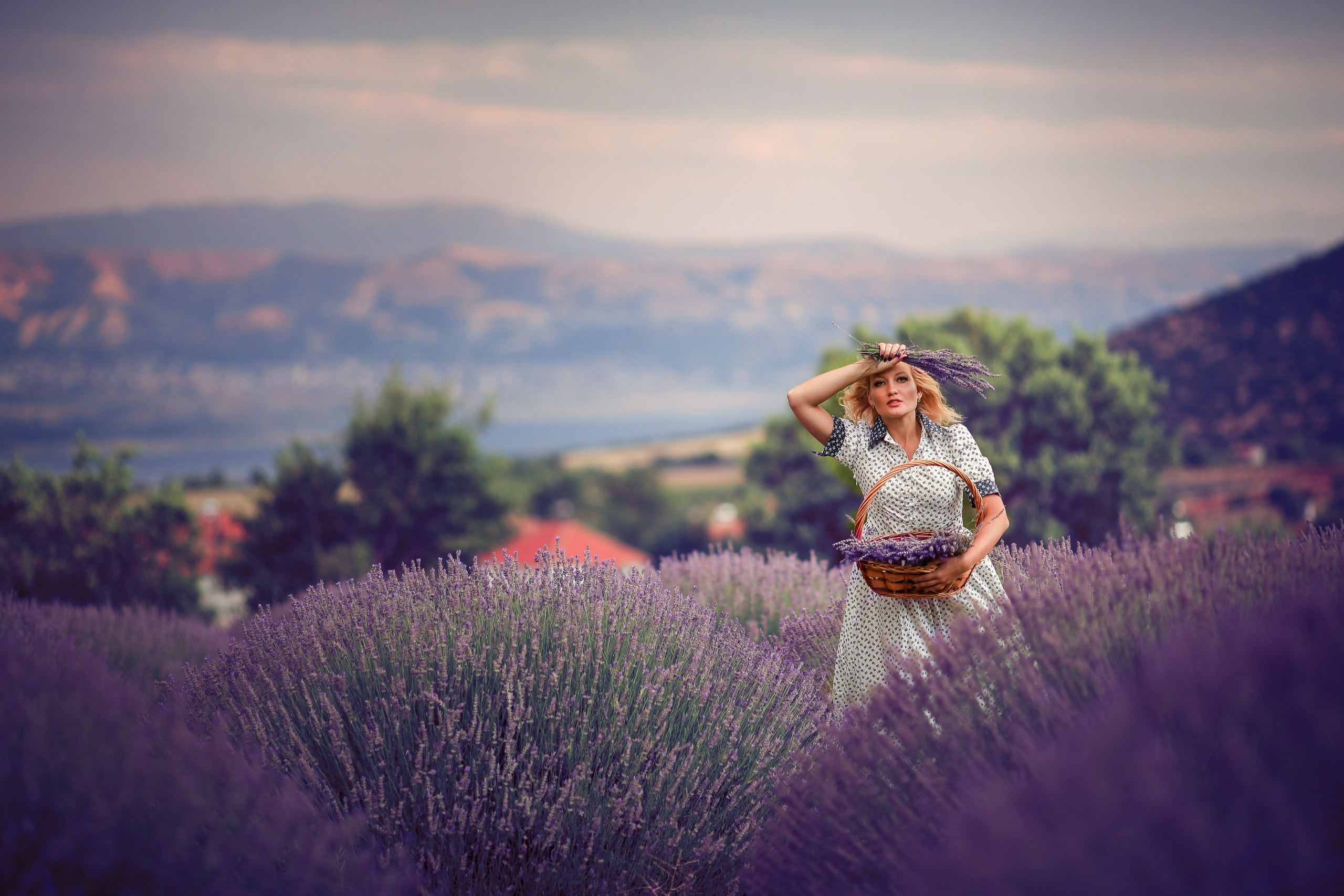 Lavender fields in Turkey