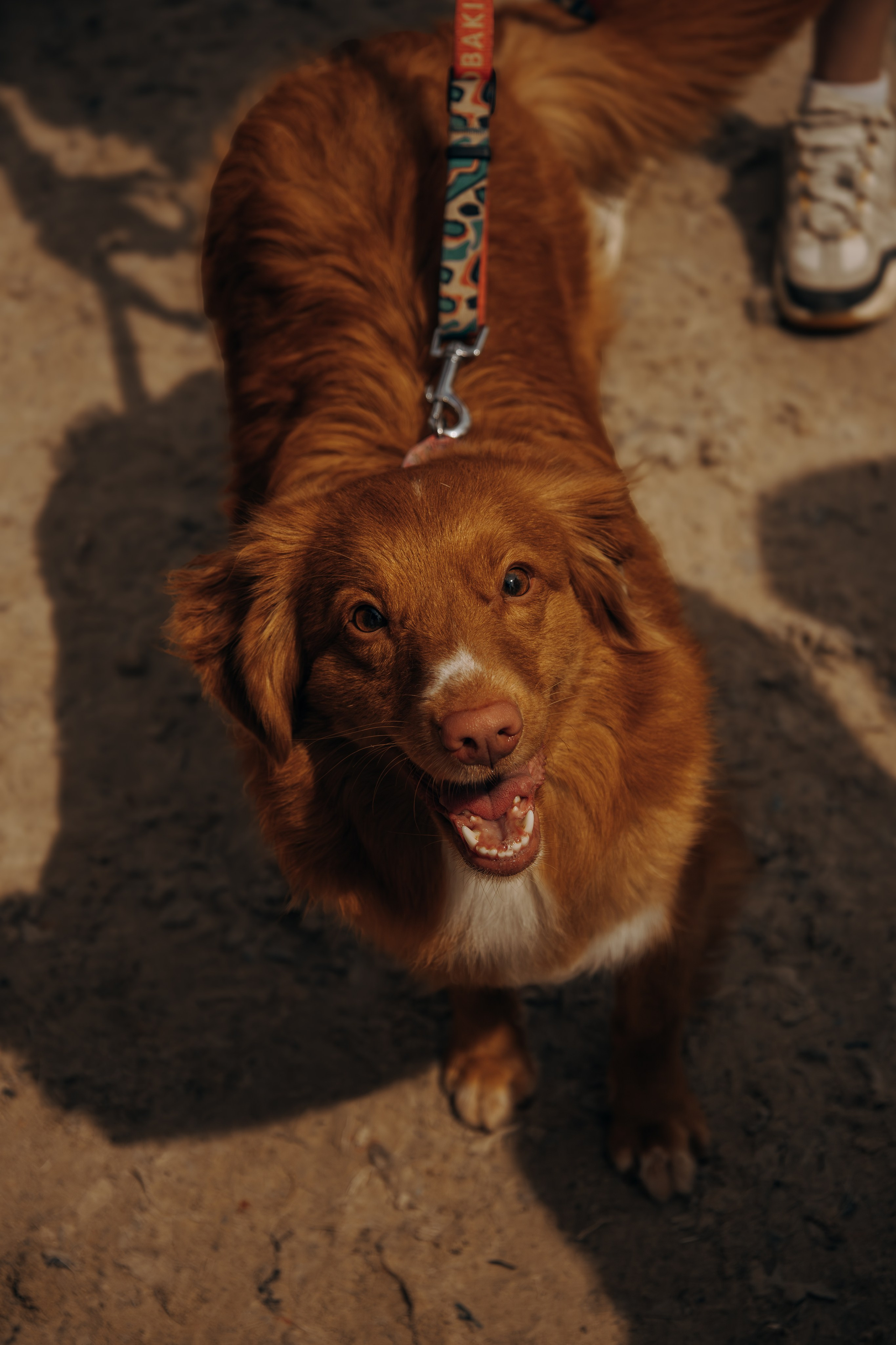 Россия 2025. Фотограф-анималист в Москве Екатерина Тихонова