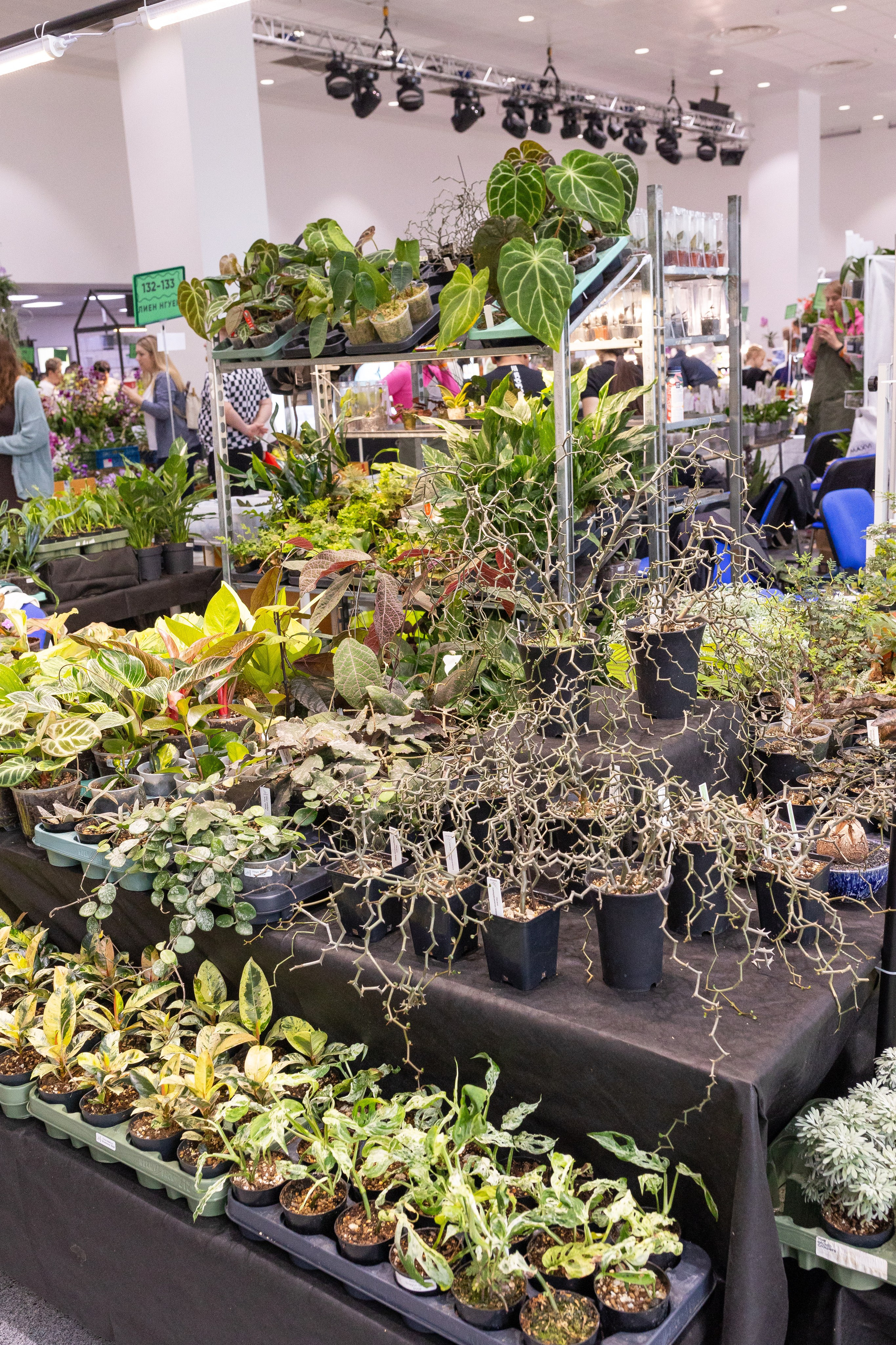 Орхидиум май 2025. Александра Куликова фотограф, Москва