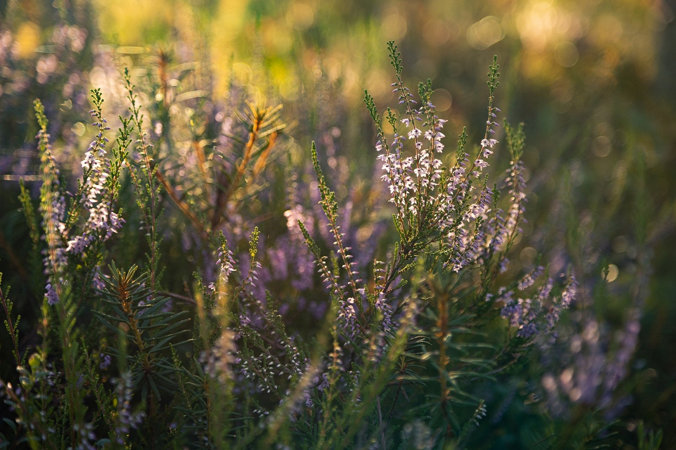 Карельский Перешеек. Фотограф Владимир Медведев