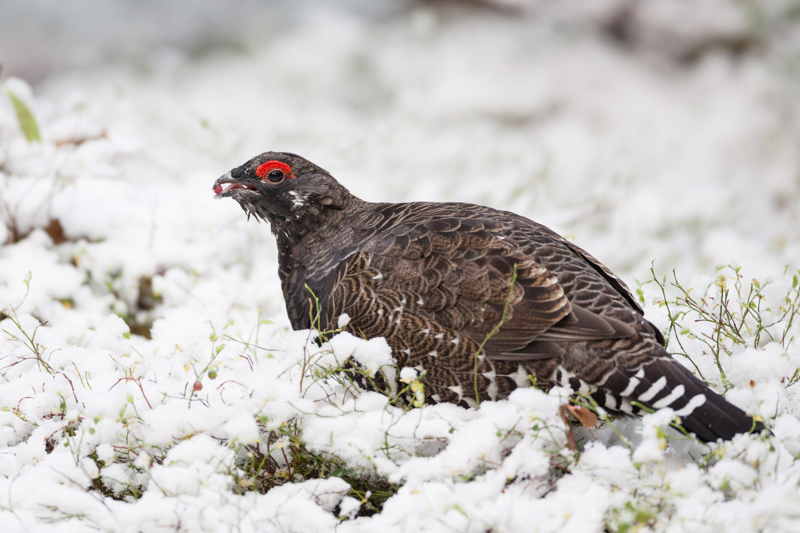 Канада. Фотограф Владимир Медведев