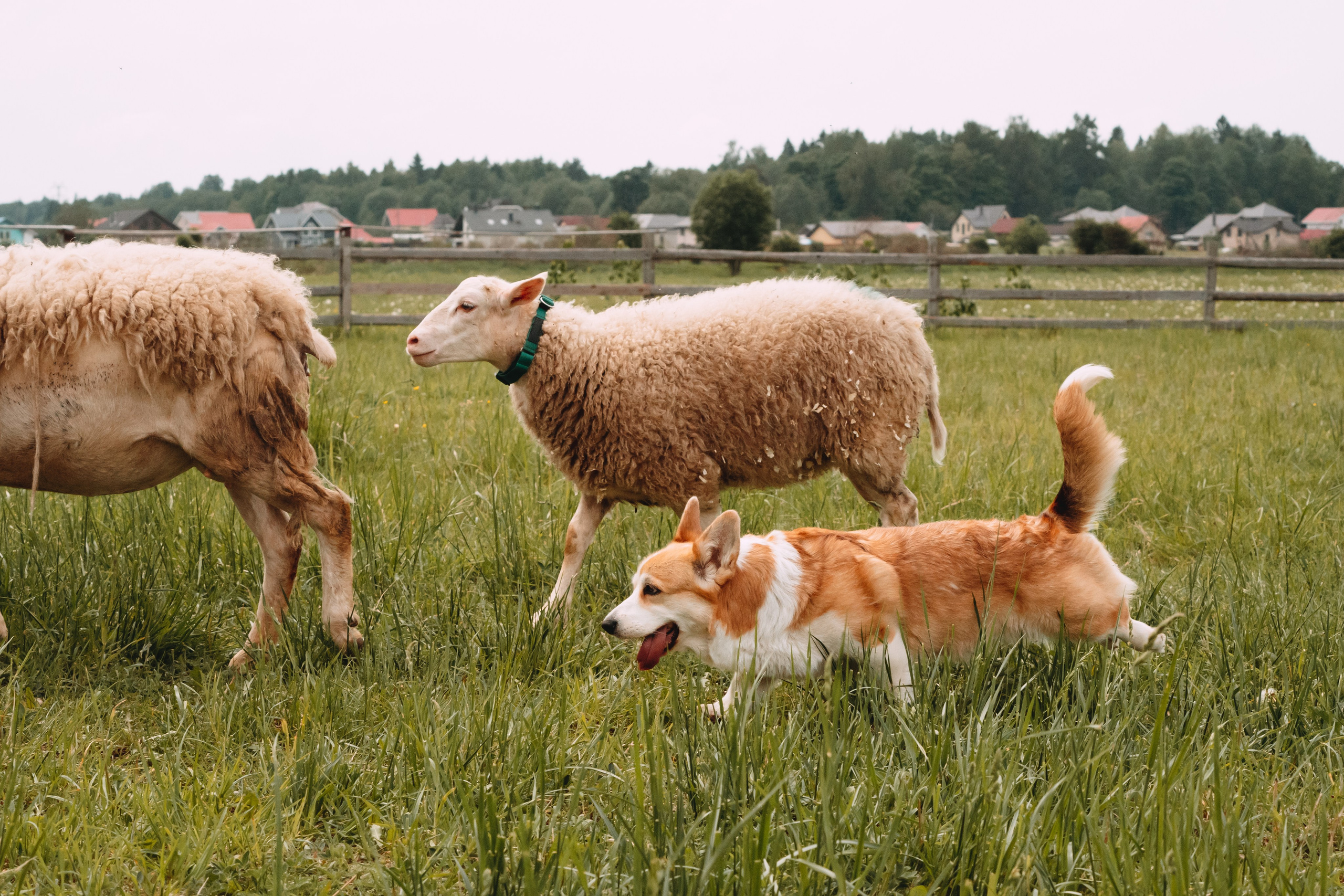 Состязания по пастушьей службе 1-2.06.24, Заостровье. Фотограф-анималист Анастасия Большакова
