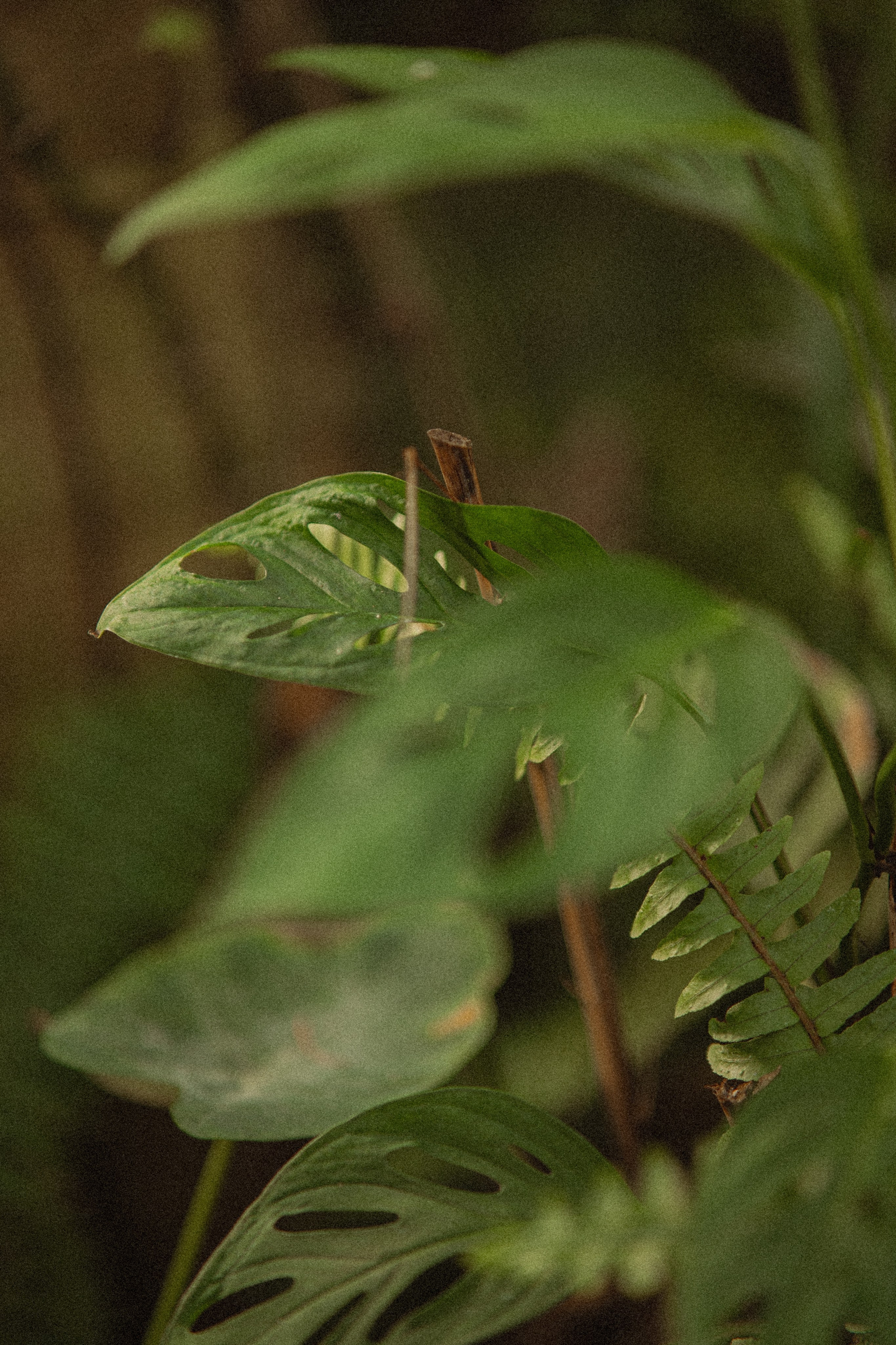 Ботанический сад. Фотограф Мария Зайчик