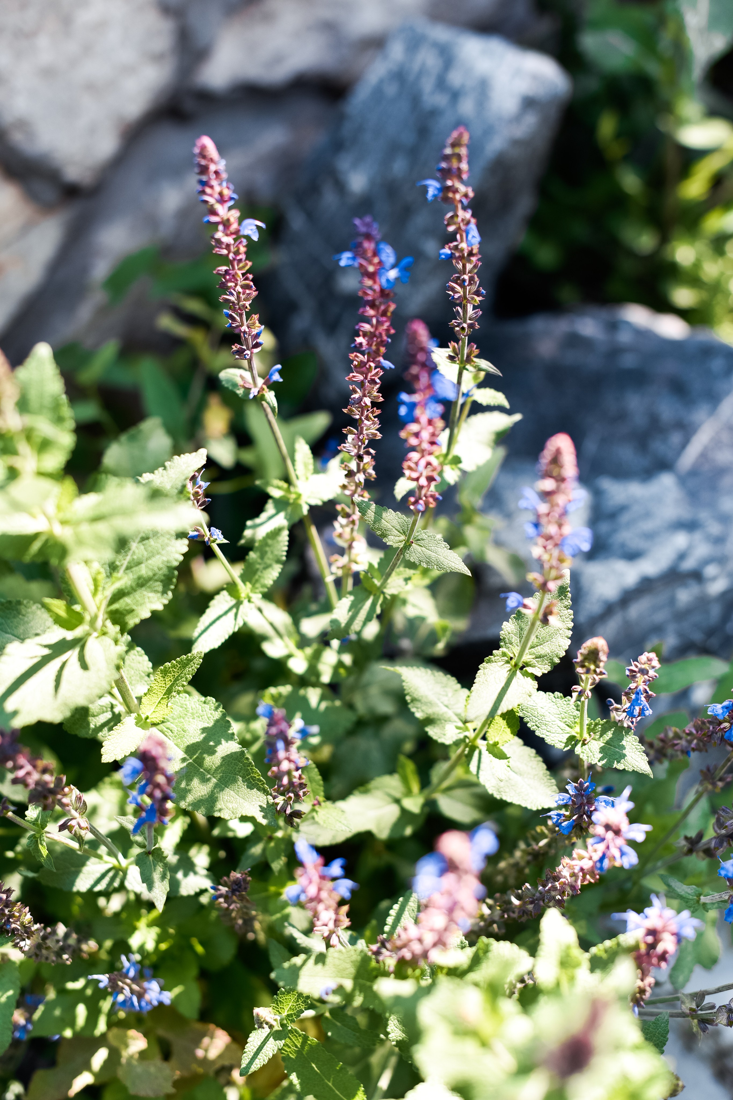 Семья Катюши