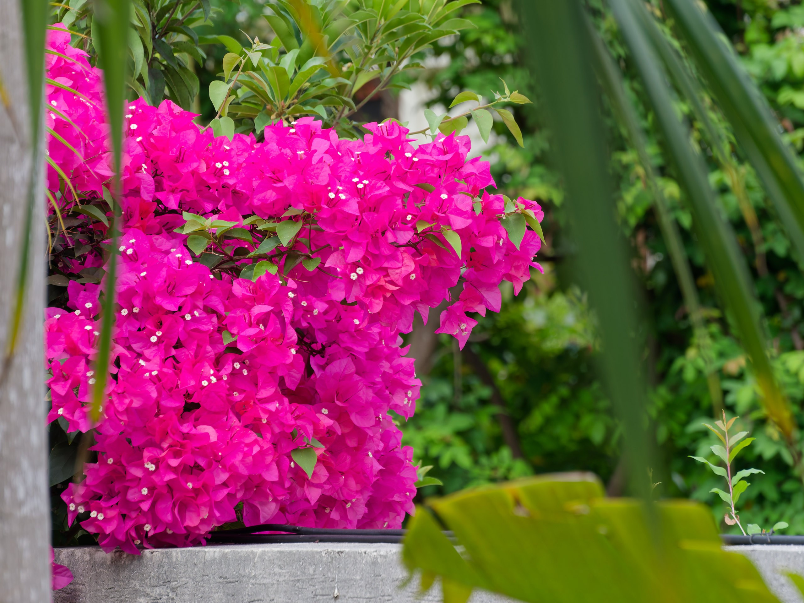 Хайнань 2026, флора, цветы и деревья. Фотопрогулки по Миру