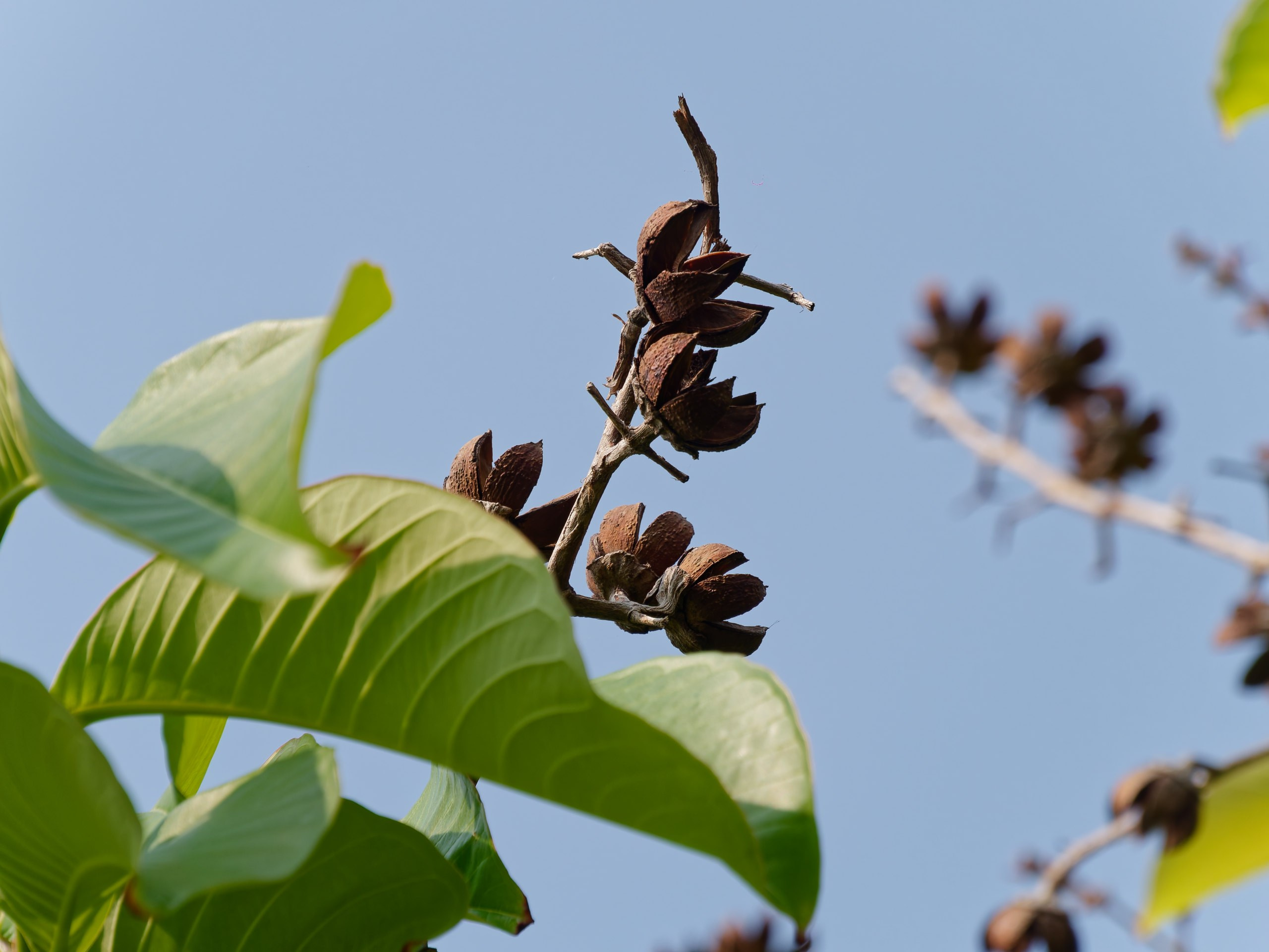 Хайнань 2026, флора, цветы и деревья. Фотопрогулки по Миру