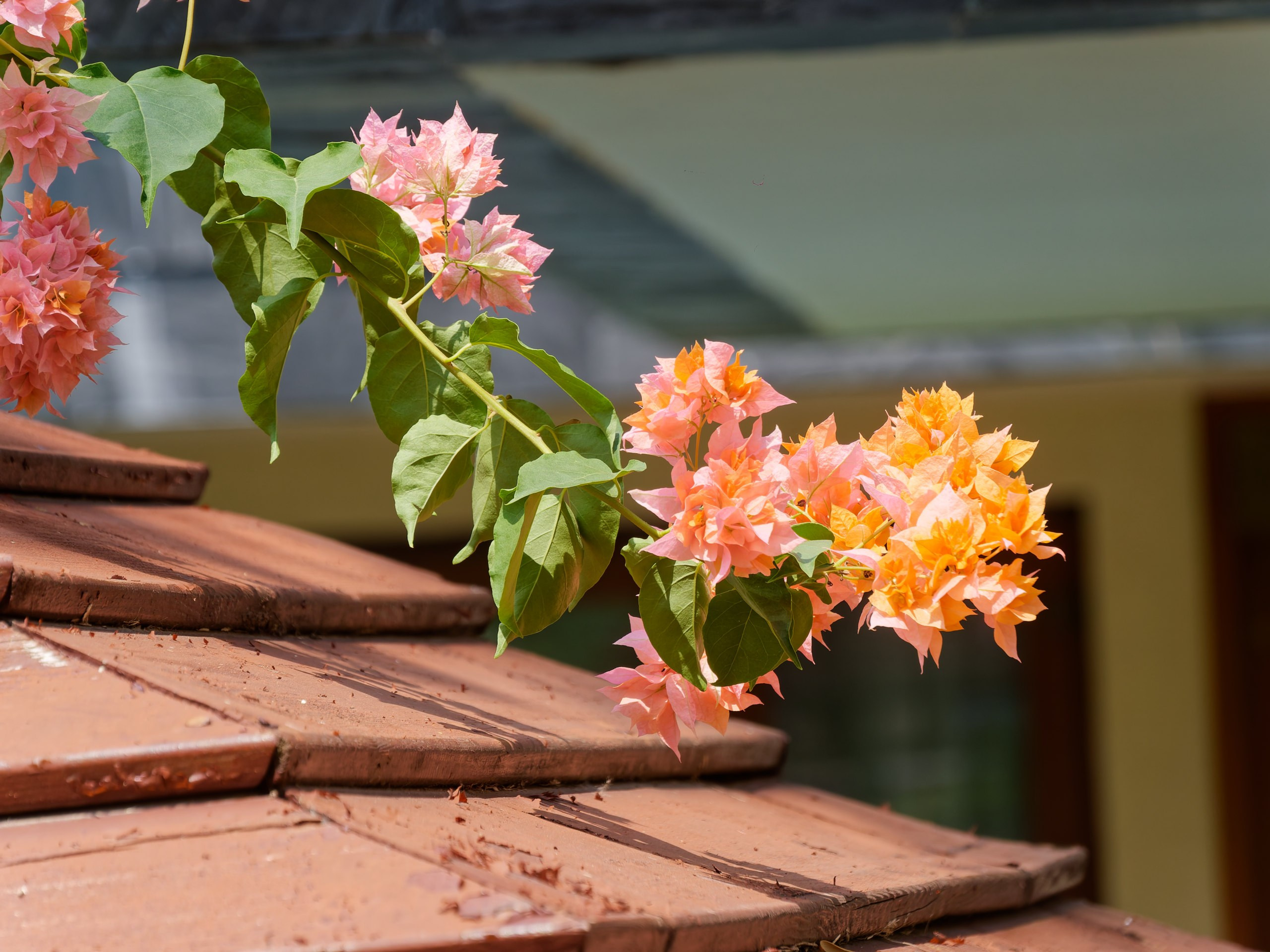 Хайнань 2026, флора, цветы и деревья. Фотопрогулки по Миру